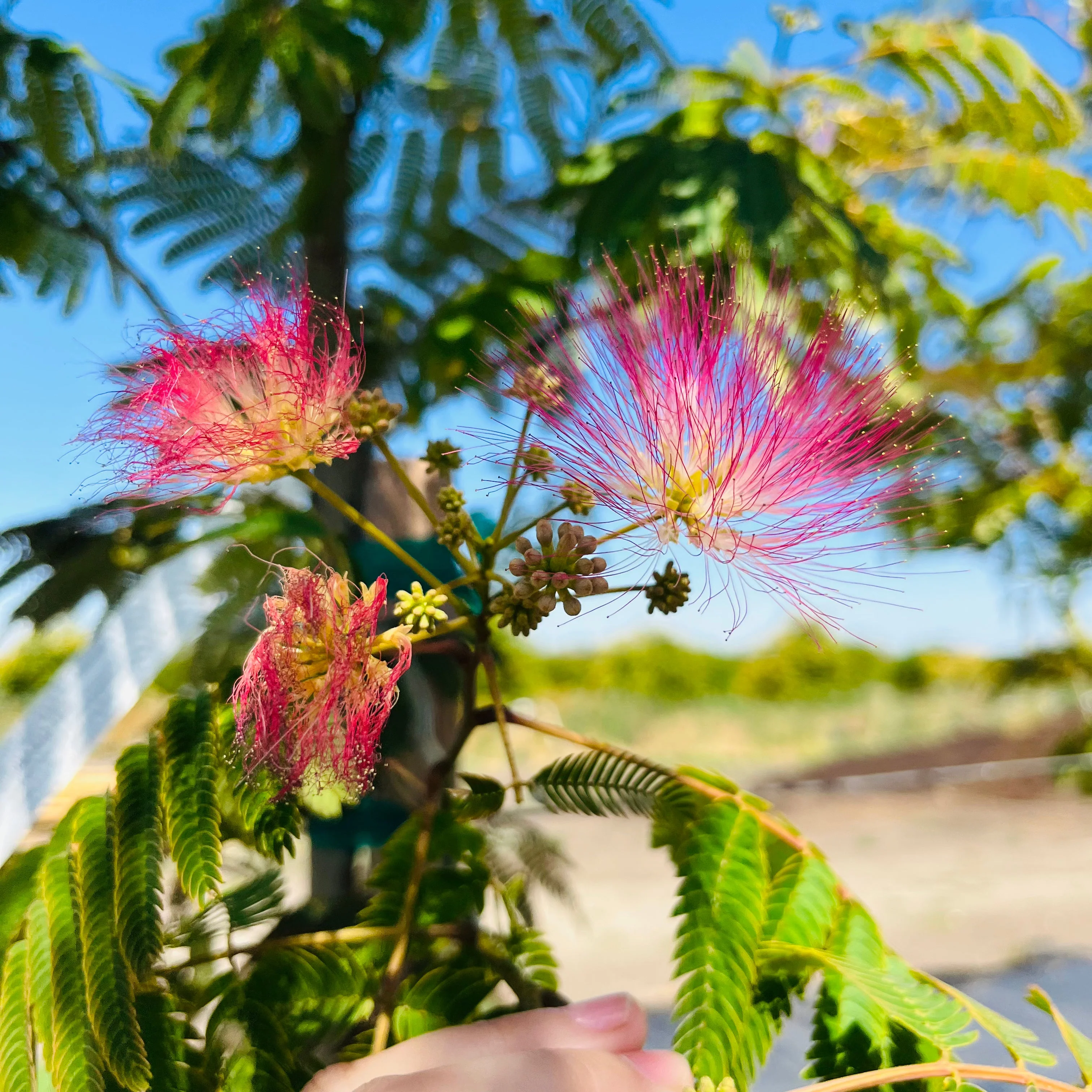 Pink Silk Tree - Image 3