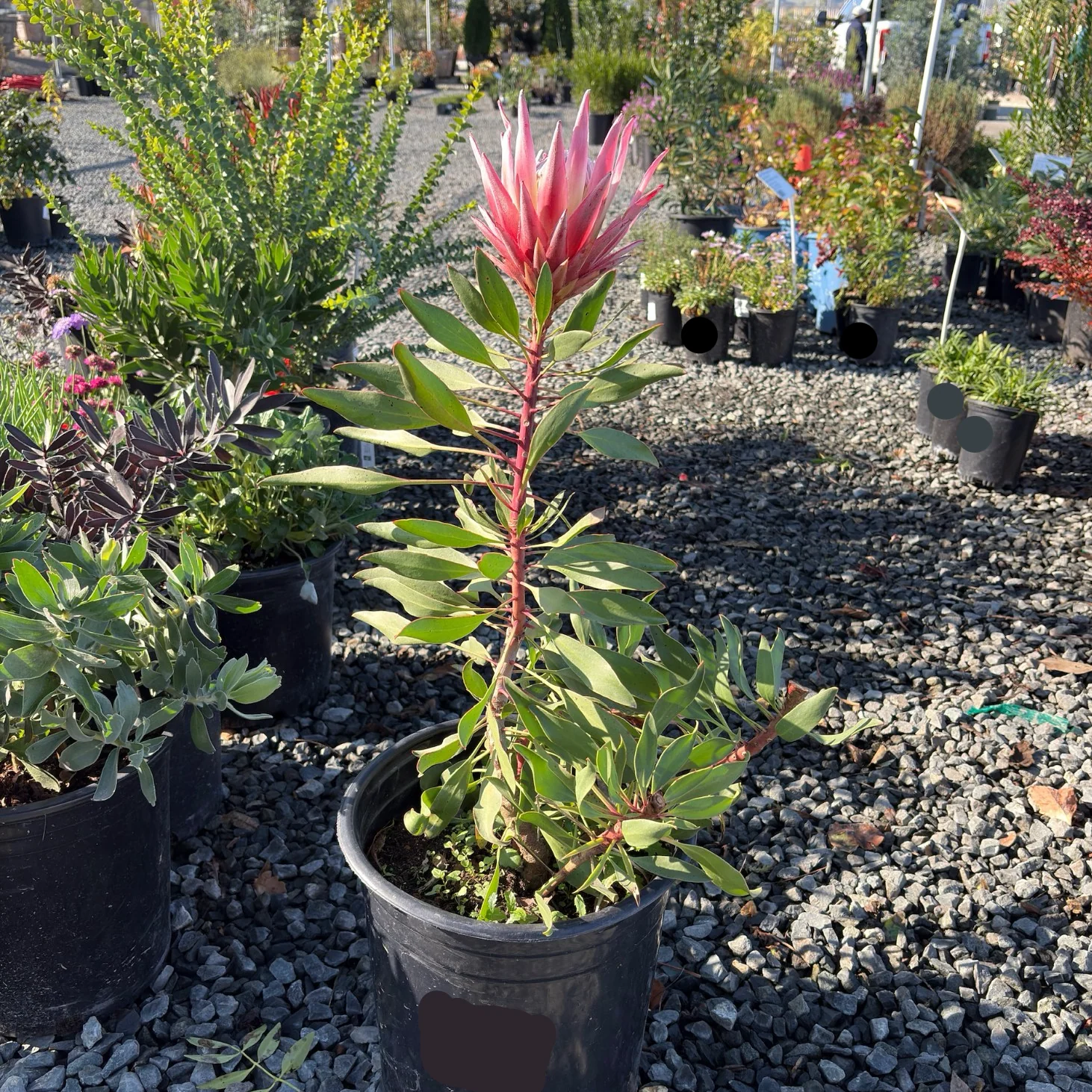 Mini King Protea - Image 2