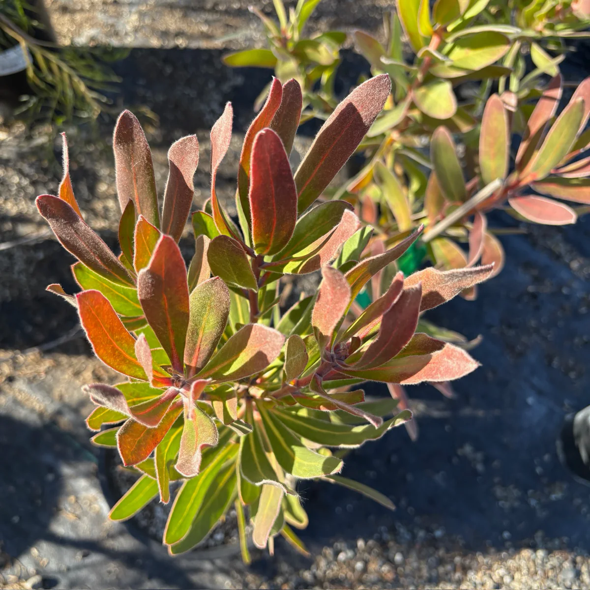 Mini King Protea - Image 3