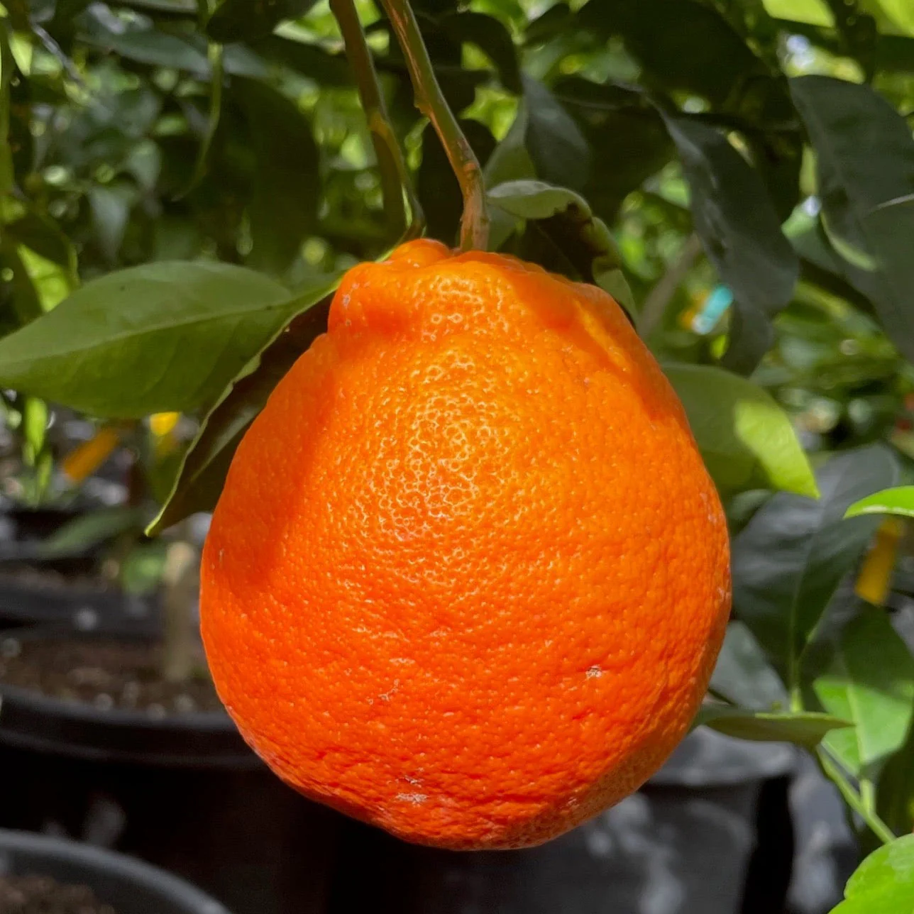 Minneola Tangelo - Image 1