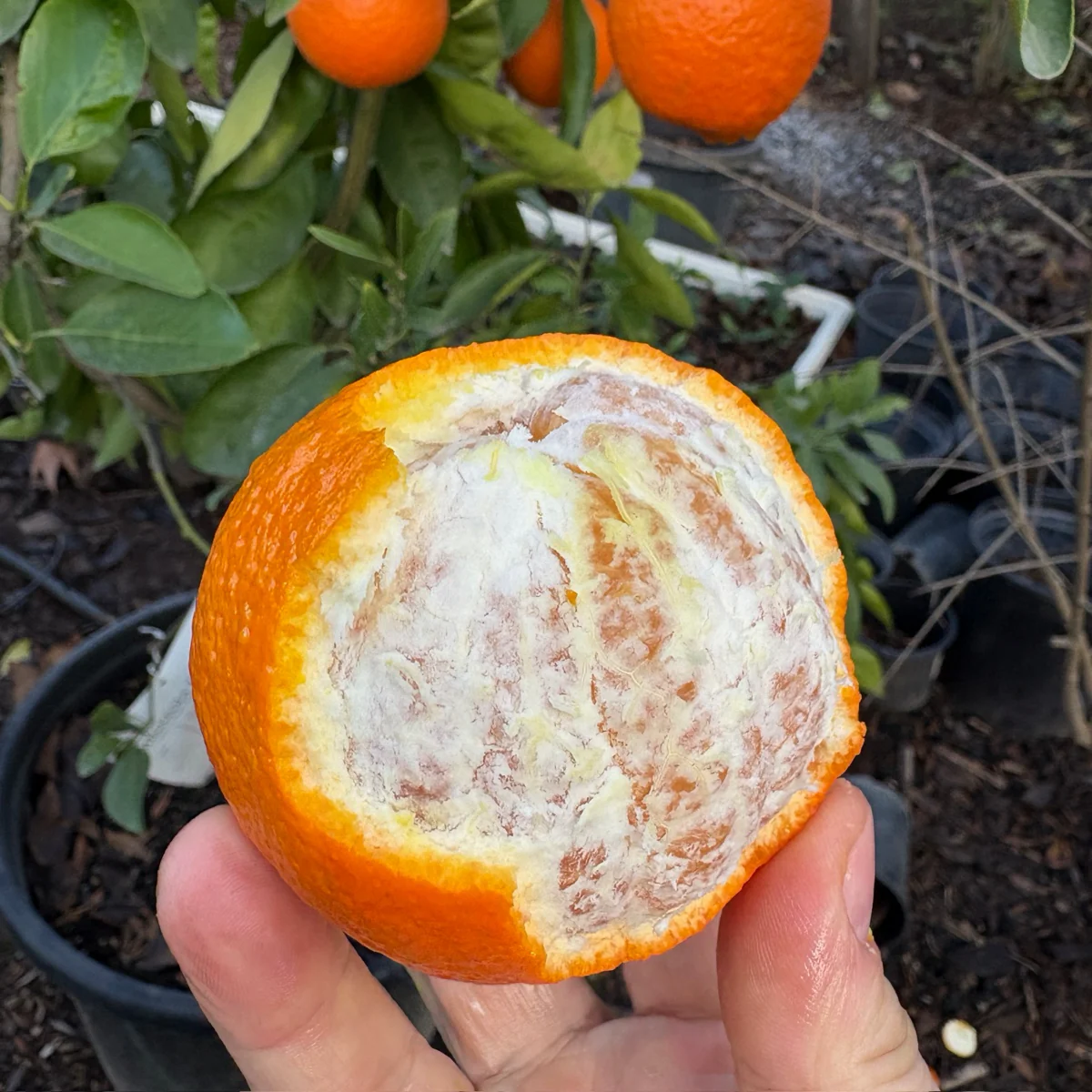 Minneola Tangelo - Image 2