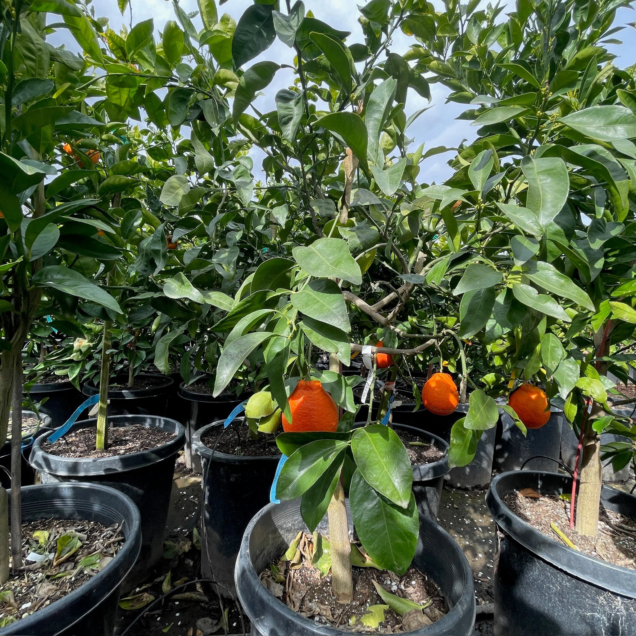 Minneola Tangelo - Image 3