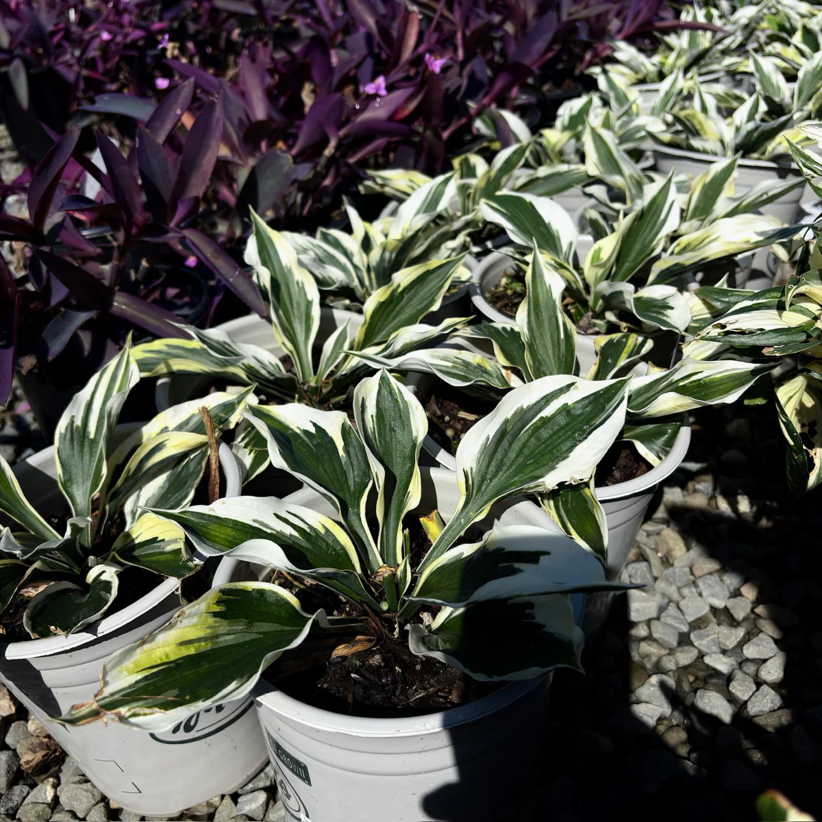 Minute Man Plantam Lily - Image 1