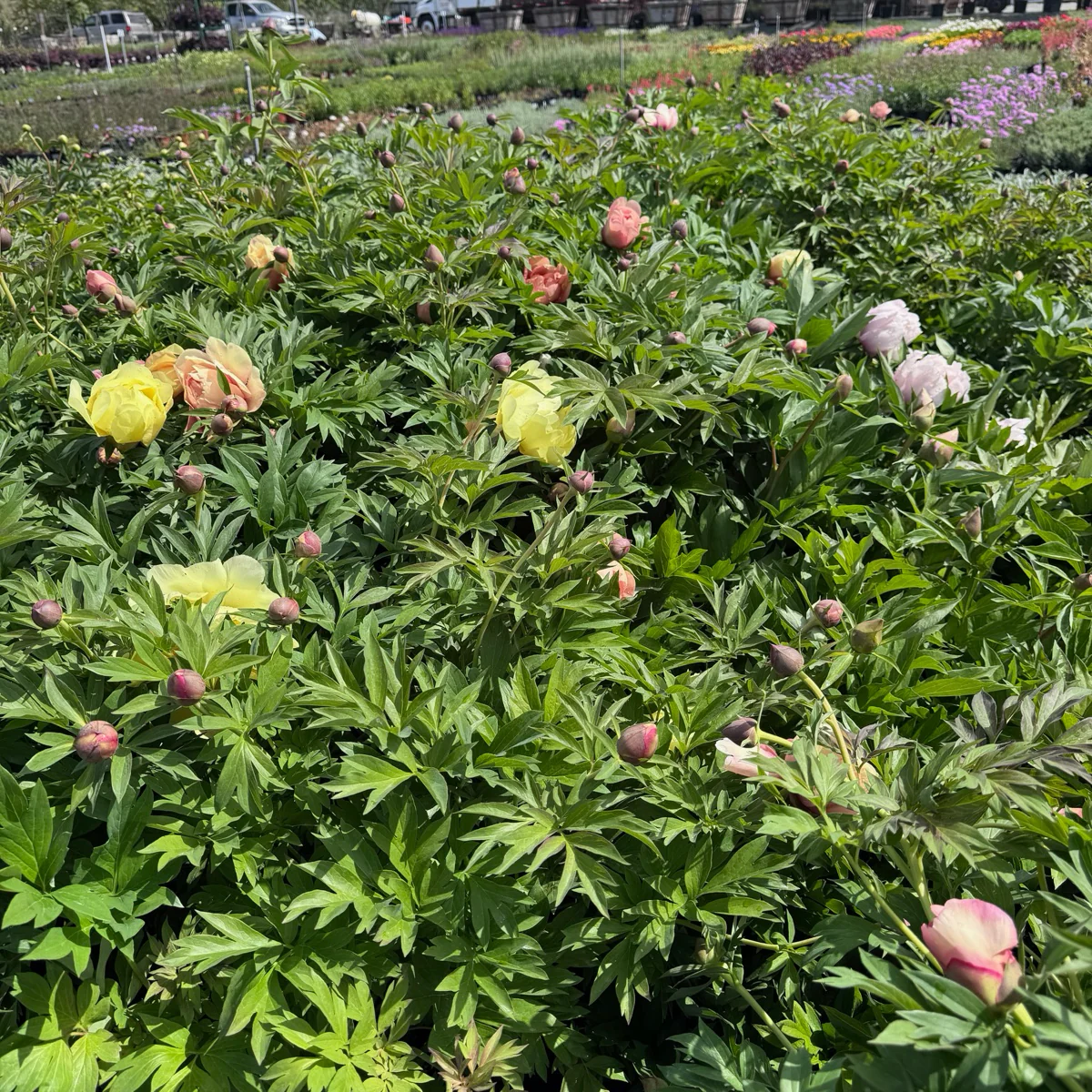 Misaka Iton Peony - Image 1
