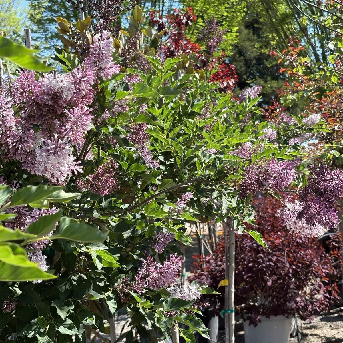 Miss Kim Korean Lilac - Image 1