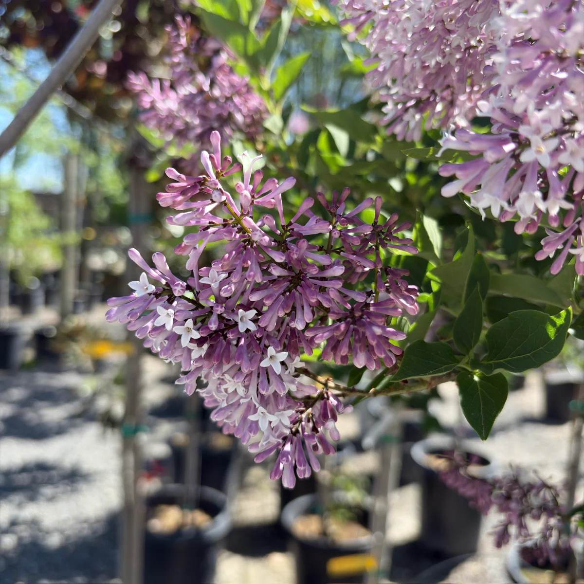 Miss Kim Korean Lilac - Image 2