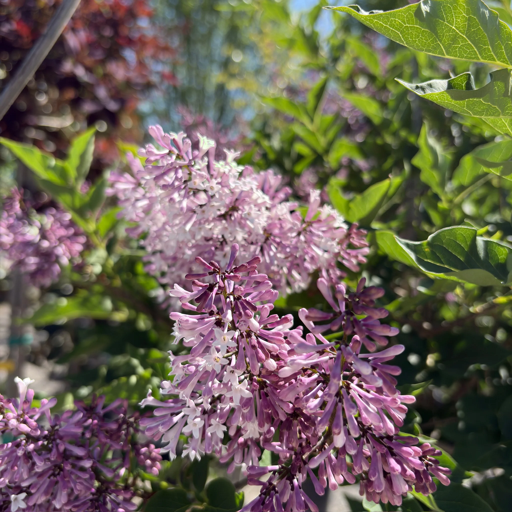 Miss Kim Korean Lilac - Image 3