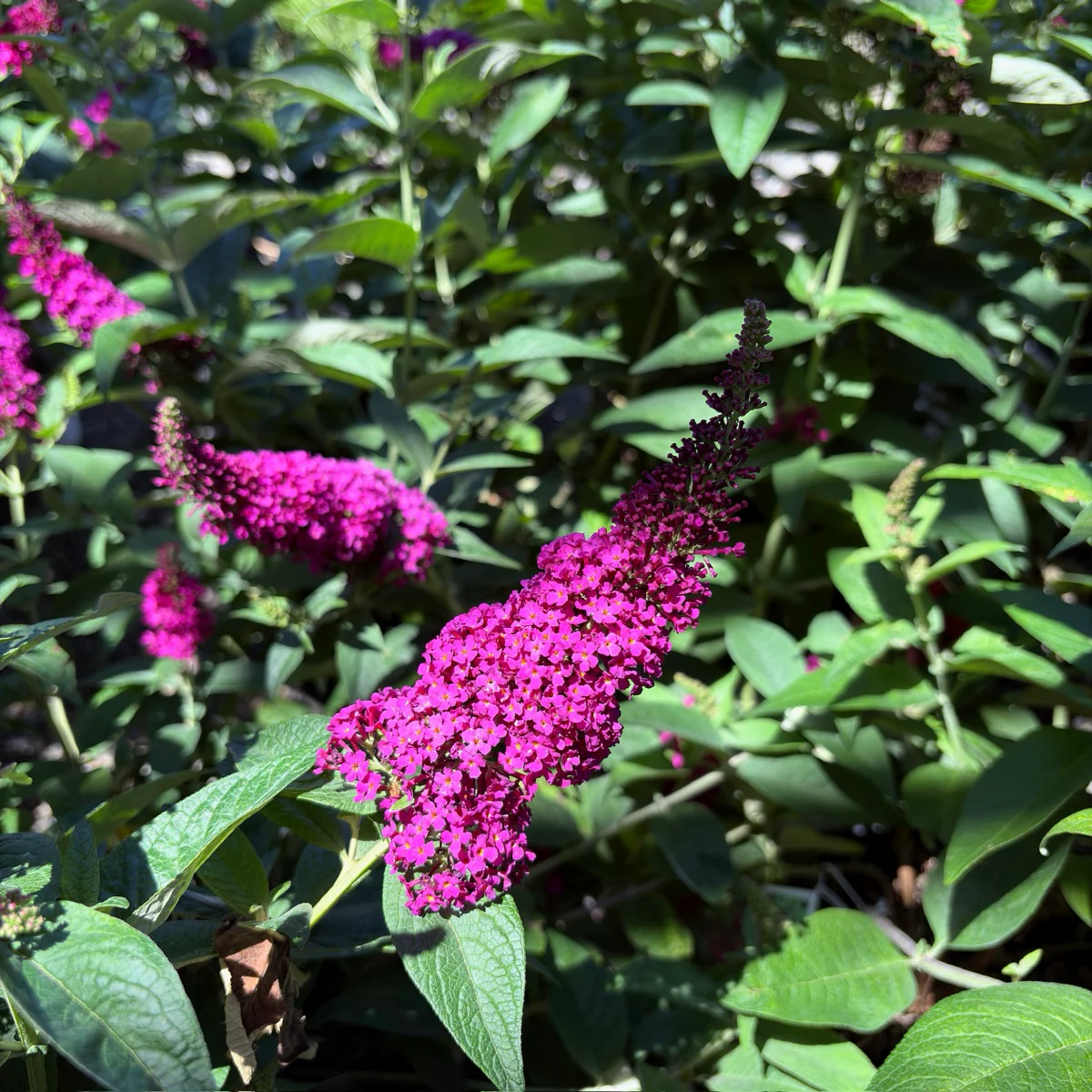 Miss Molly Butterfly Bush - Image 1