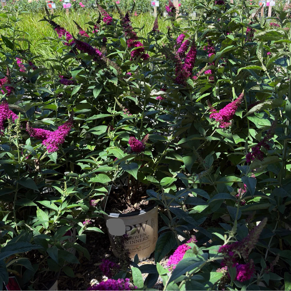 Miss Molly Butterfly Bush - Image 2