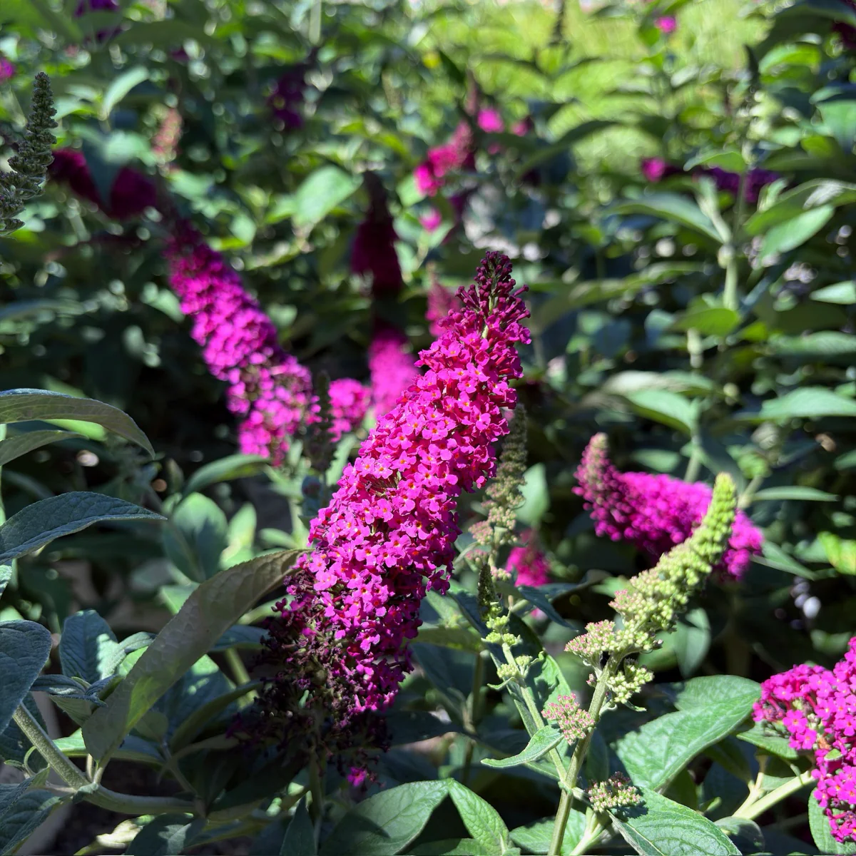 Miss Molly Butterfly Bush - Image 3