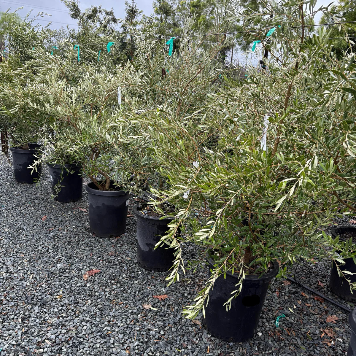 Mission Fruiting Olive Tree - Image 3