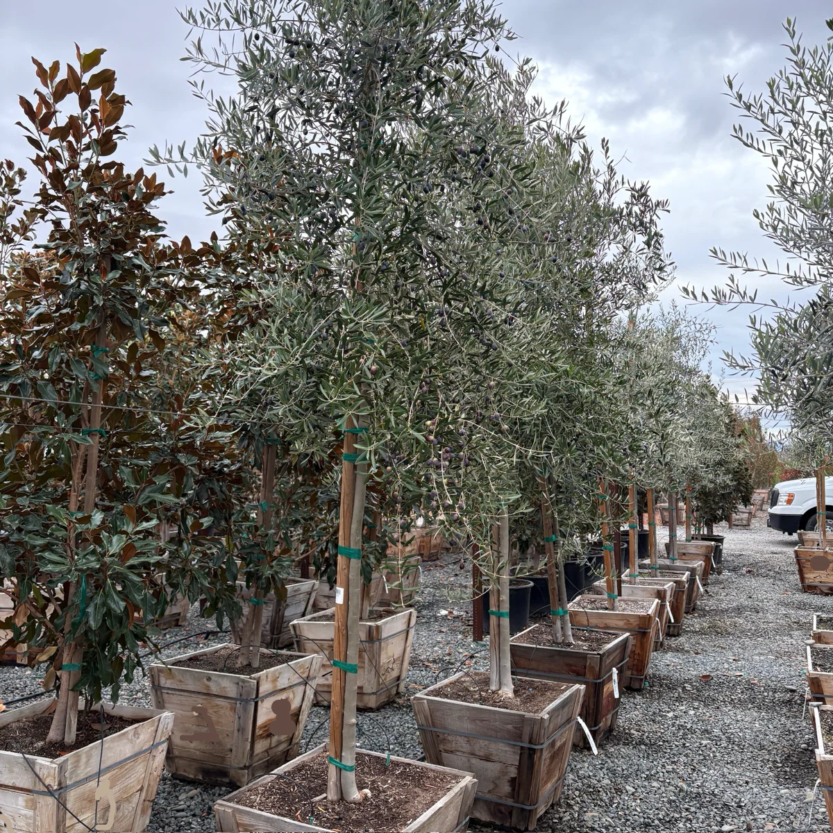 Mission Fruiting Olive Tree - Image 1