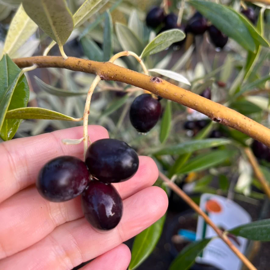 Mission Fruiting Olive Tree - Image 2
