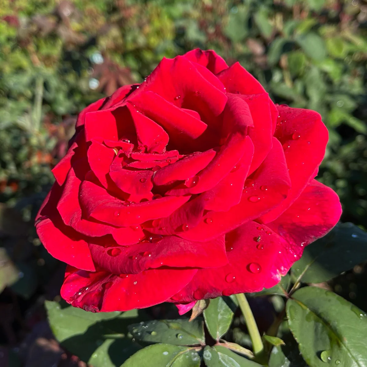 Mister Lincoln Hybrid Tea Rose - Image 1