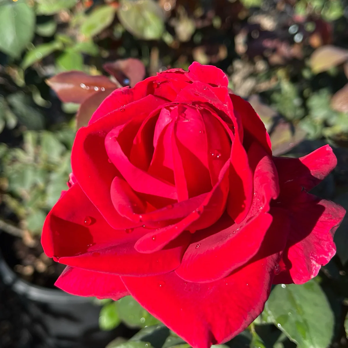 Mister Lincoln Hybrid Tea Rose - Image 2