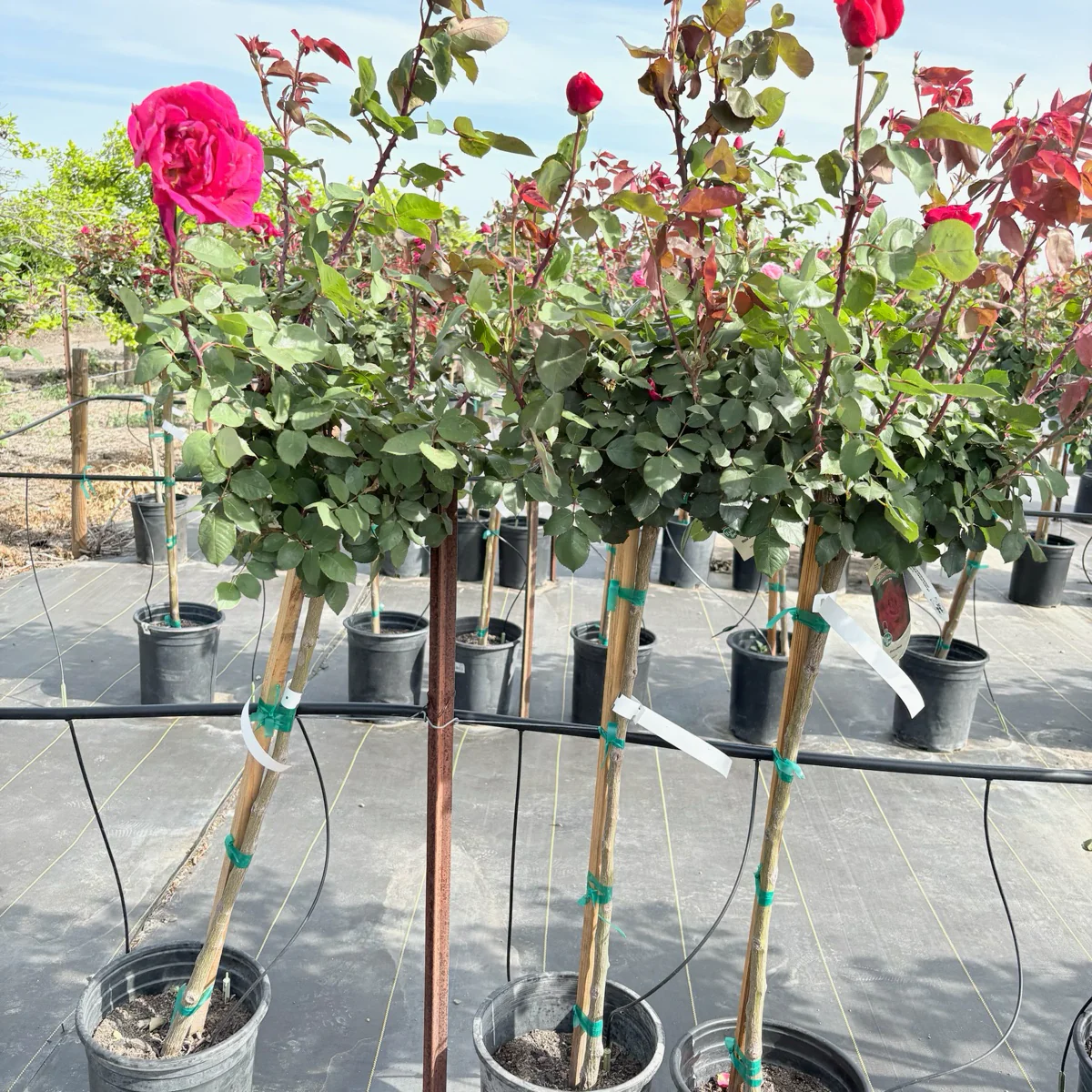 Mister Lincoln Hybrid Tea Rose - Image 3