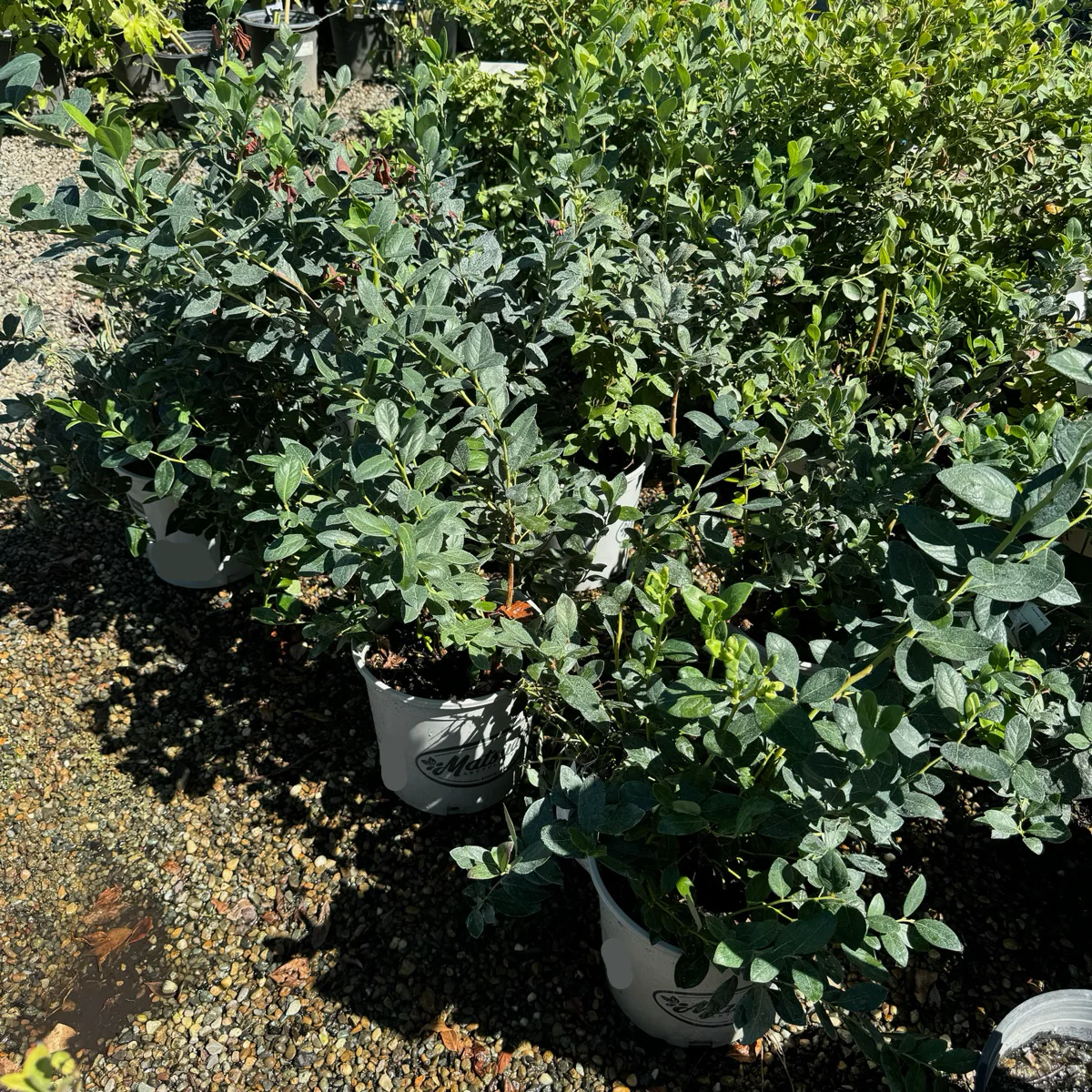 Misty Blueberry - Image 1