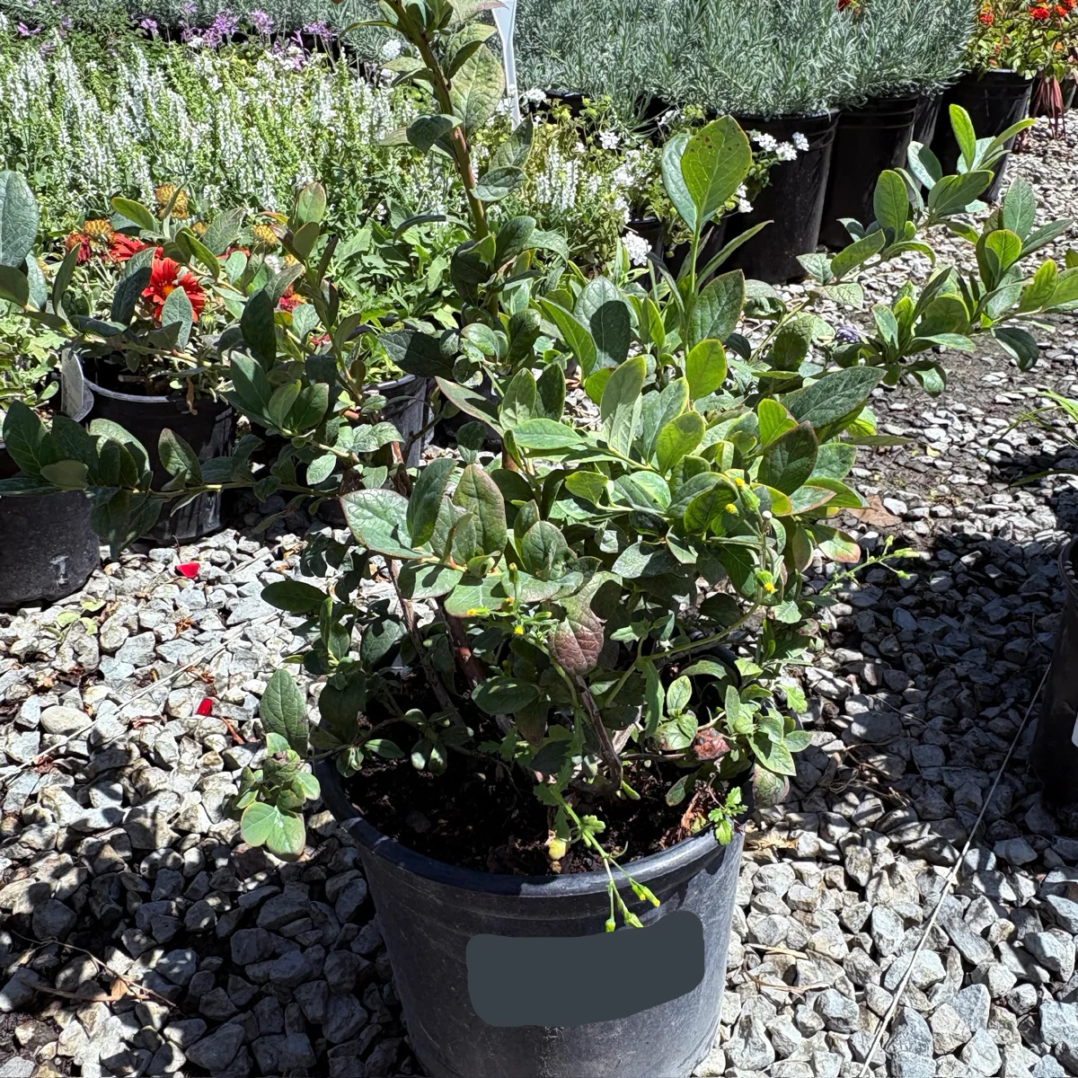 Misty Blueberry - Image 3