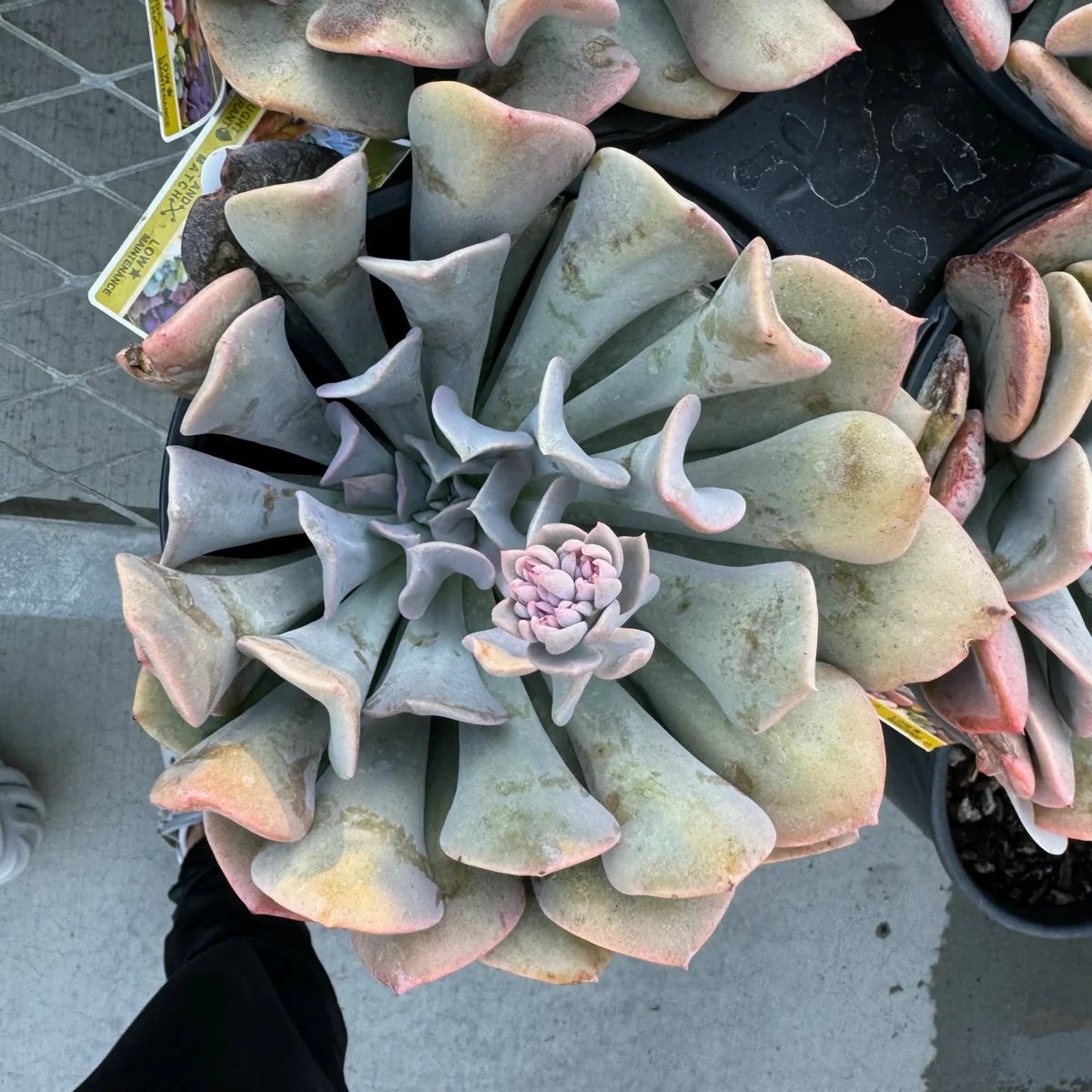 Misty Lilac Echeveria - Image 1