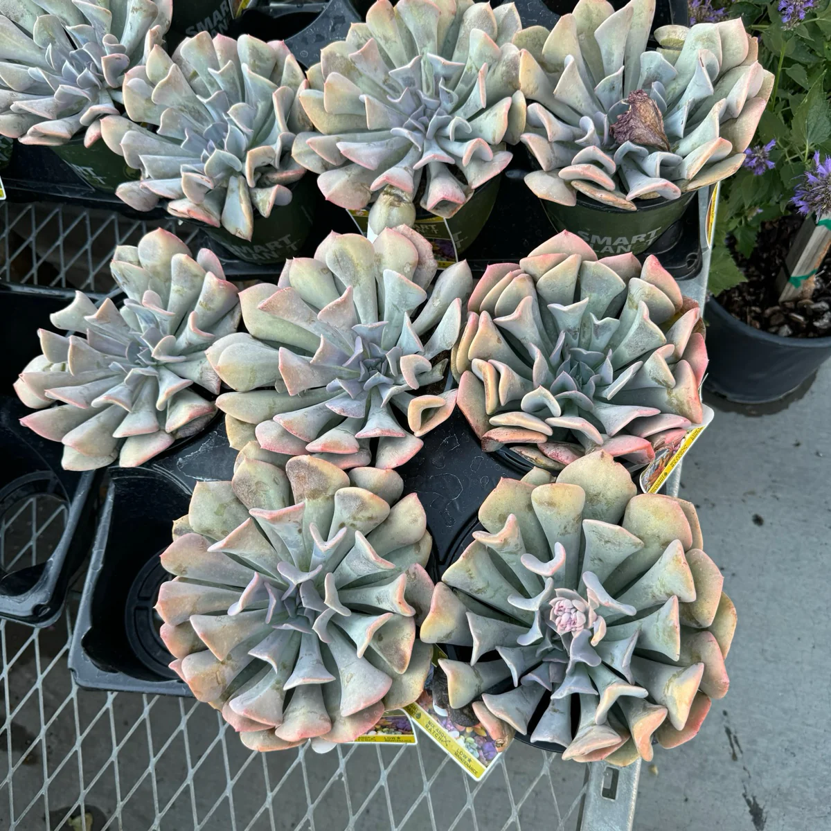 Misty Lilac Echeveria - Image 2