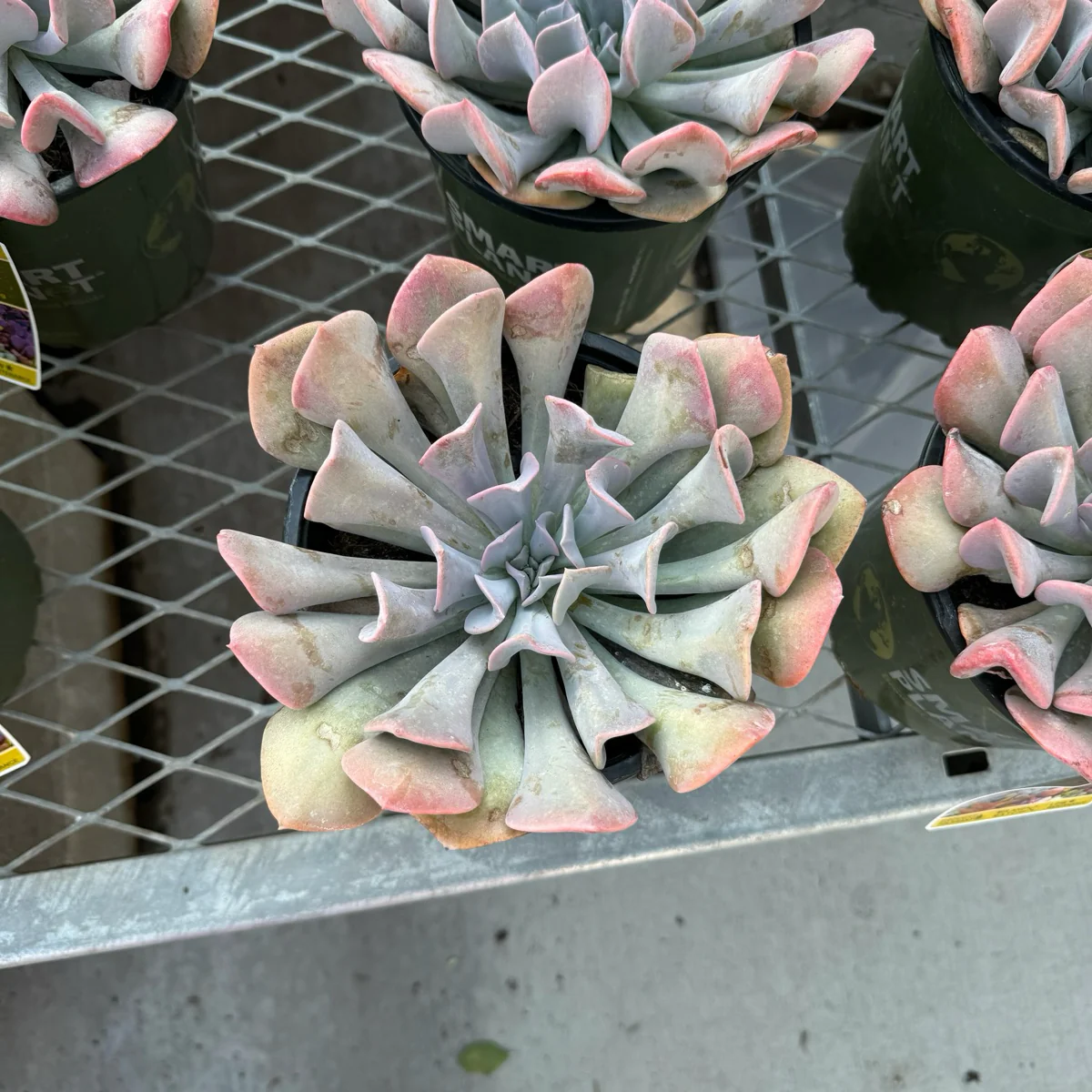 Misty Lilac Echeveria - Image 3