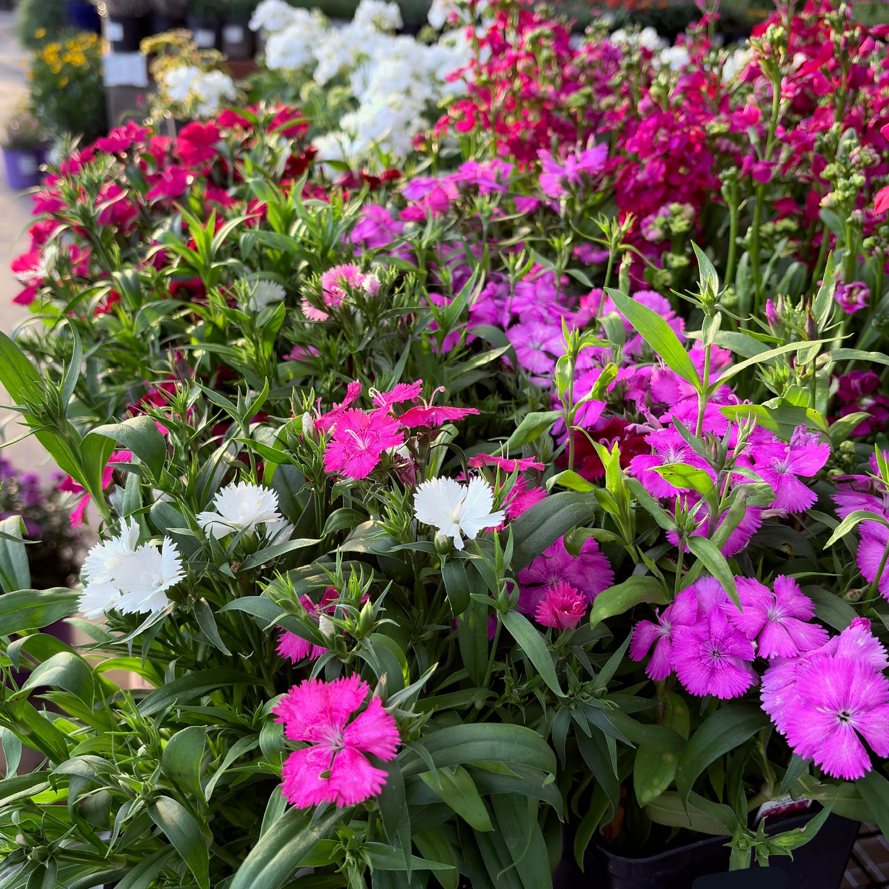 Mix Pinks - Image 1