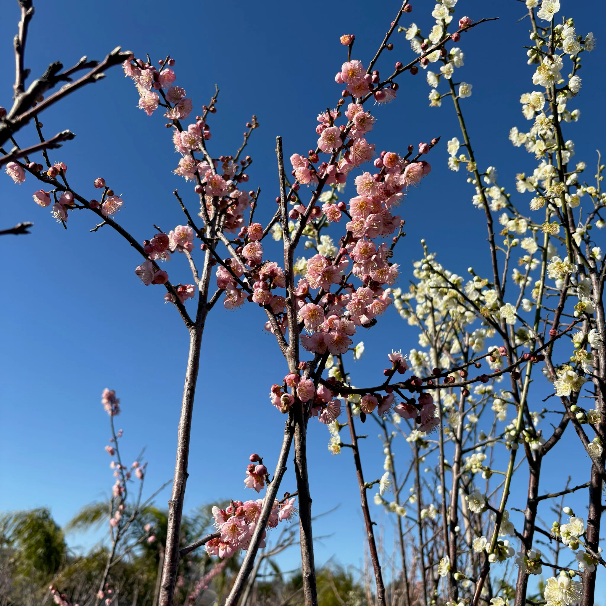 Mokel Flowering Apricot - Image 1