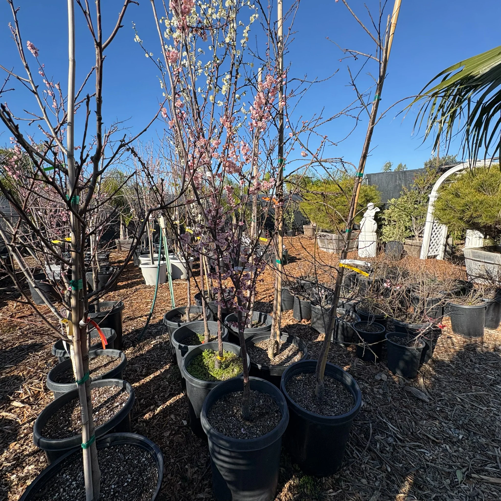 Mokel Flowering Apricot - Image 2