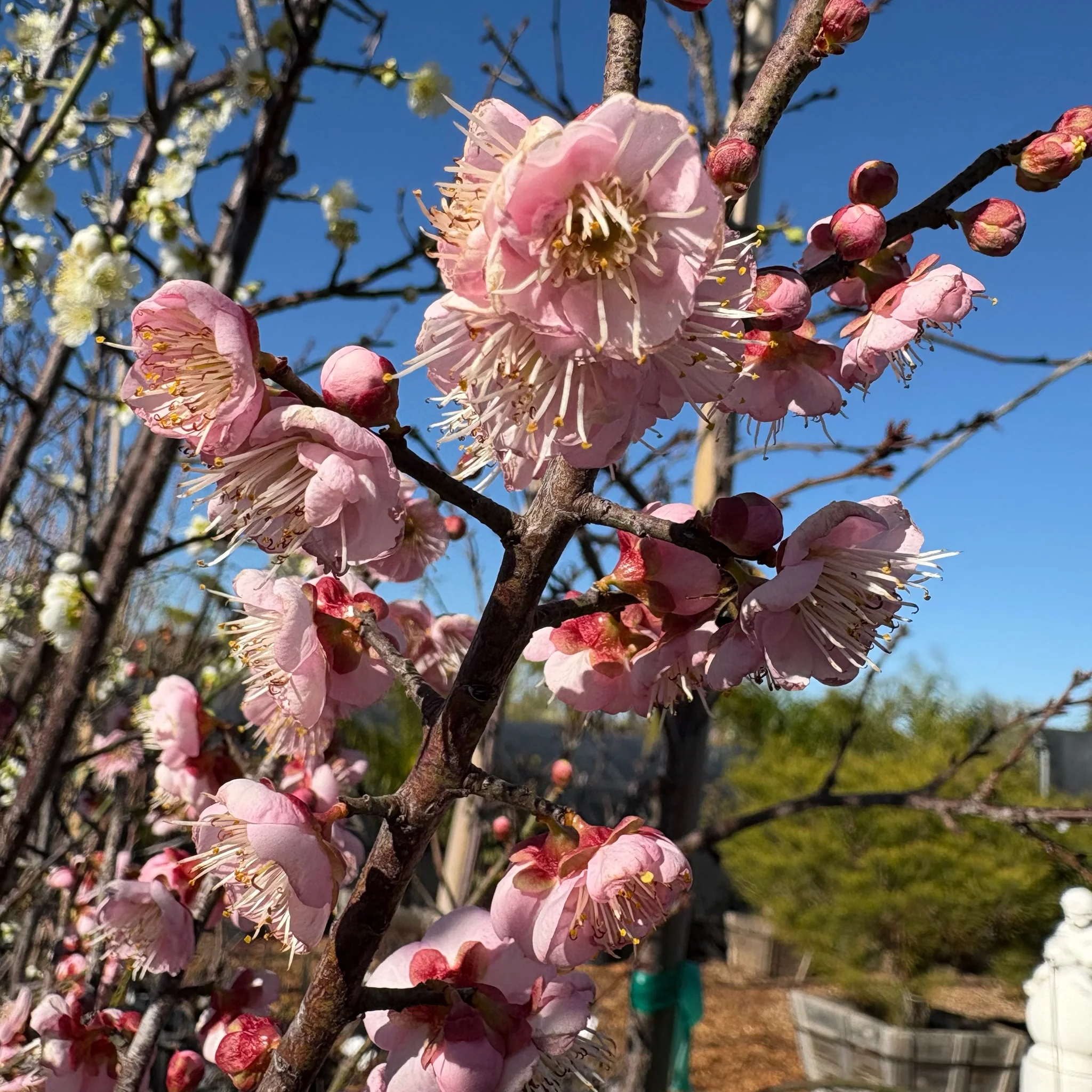 Mokel Flowering Apricot - Image 3
