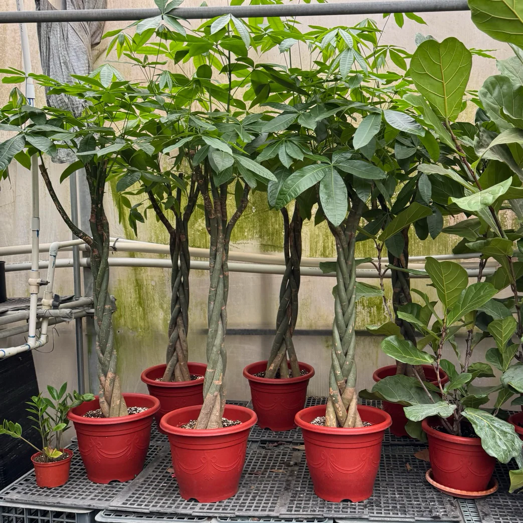 Money Tree
