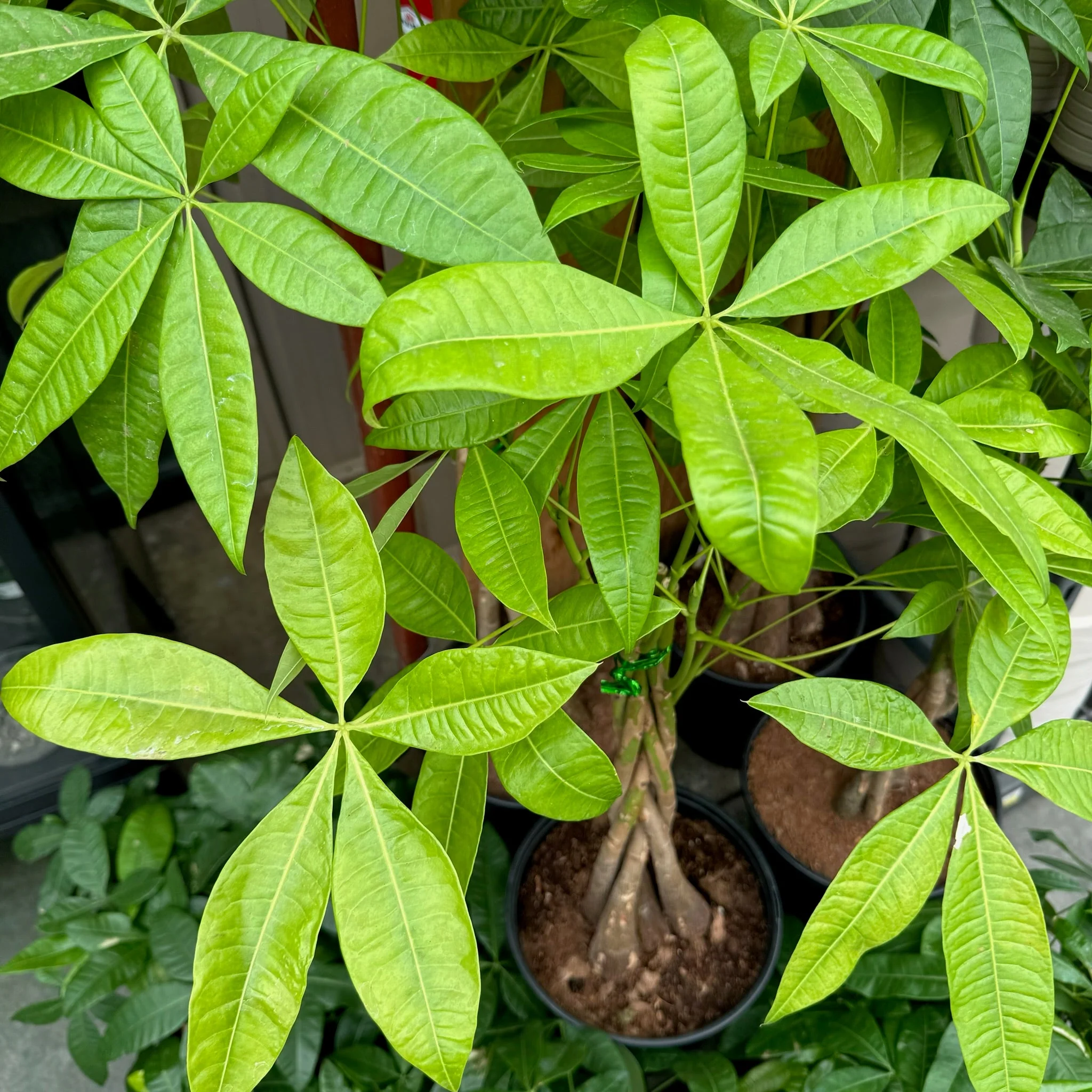 Money Tree - Image 2