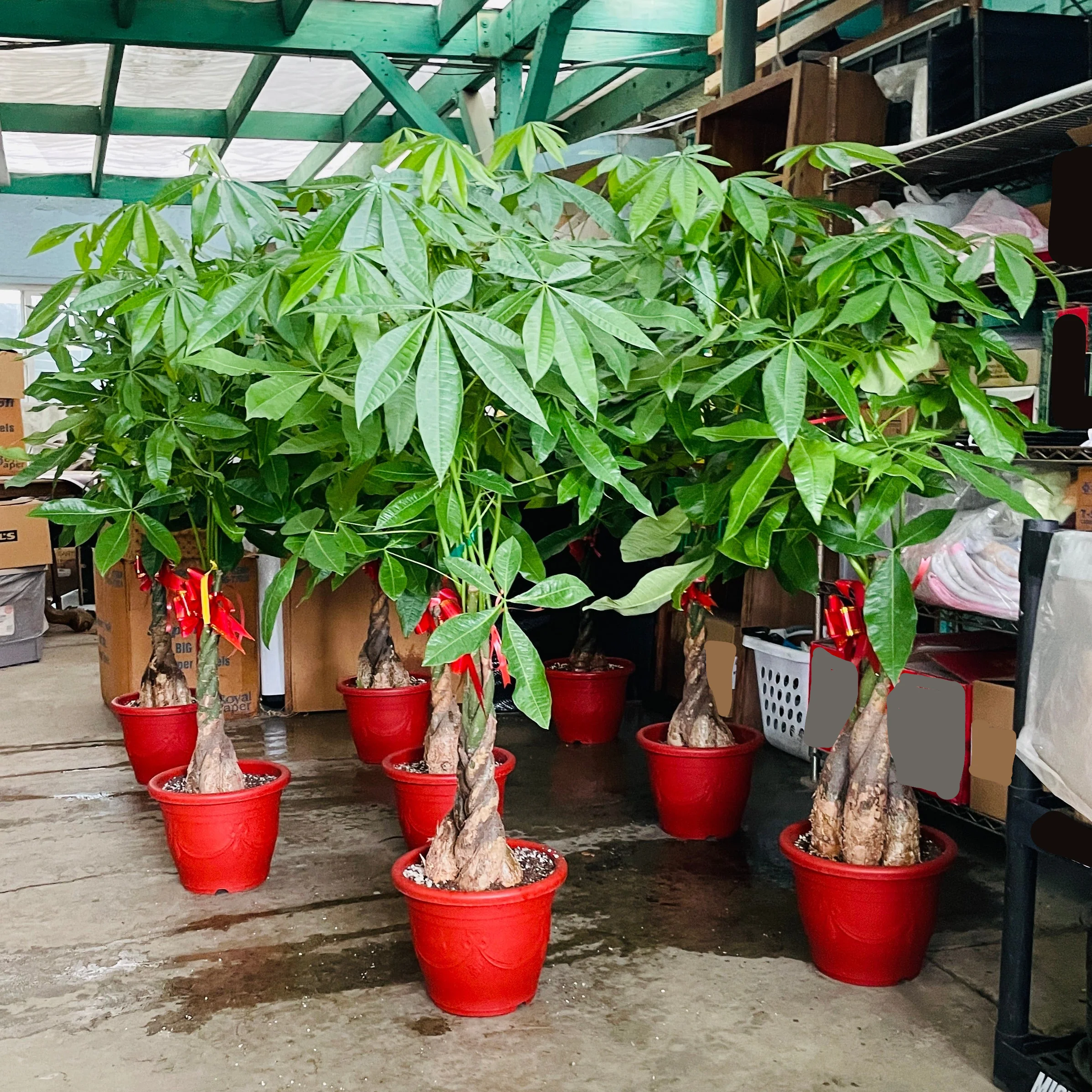 Money Tree - Image 3