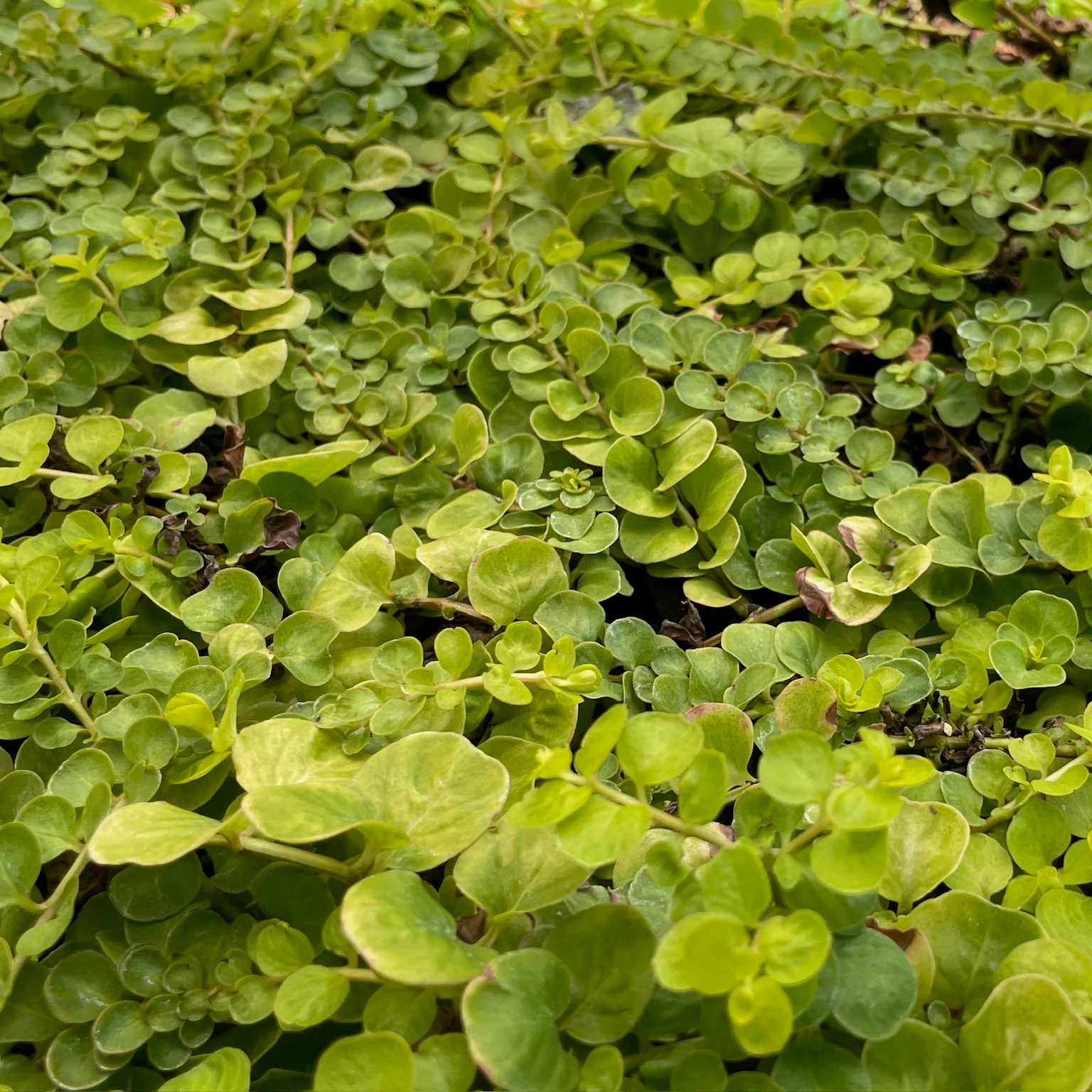 Moneywort Creeper Gold - Image 2