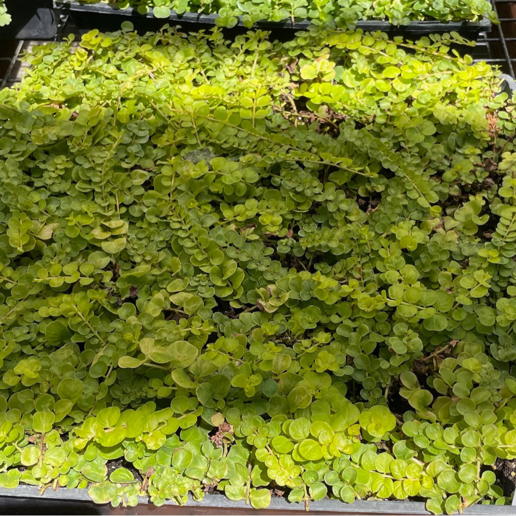Moneywort Creeper Gold - Image 3
