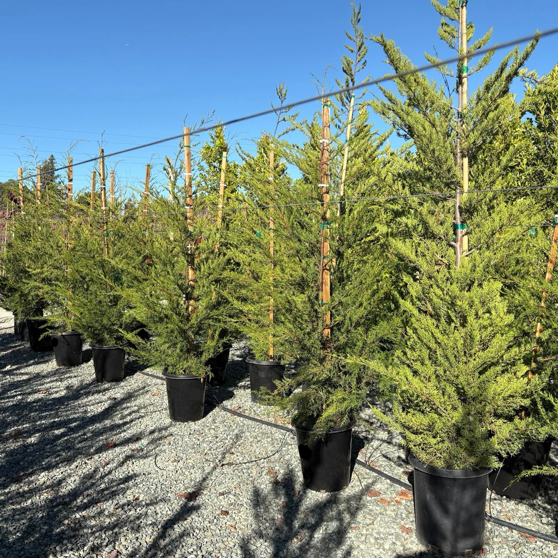 Monterey Cypress - Image 1