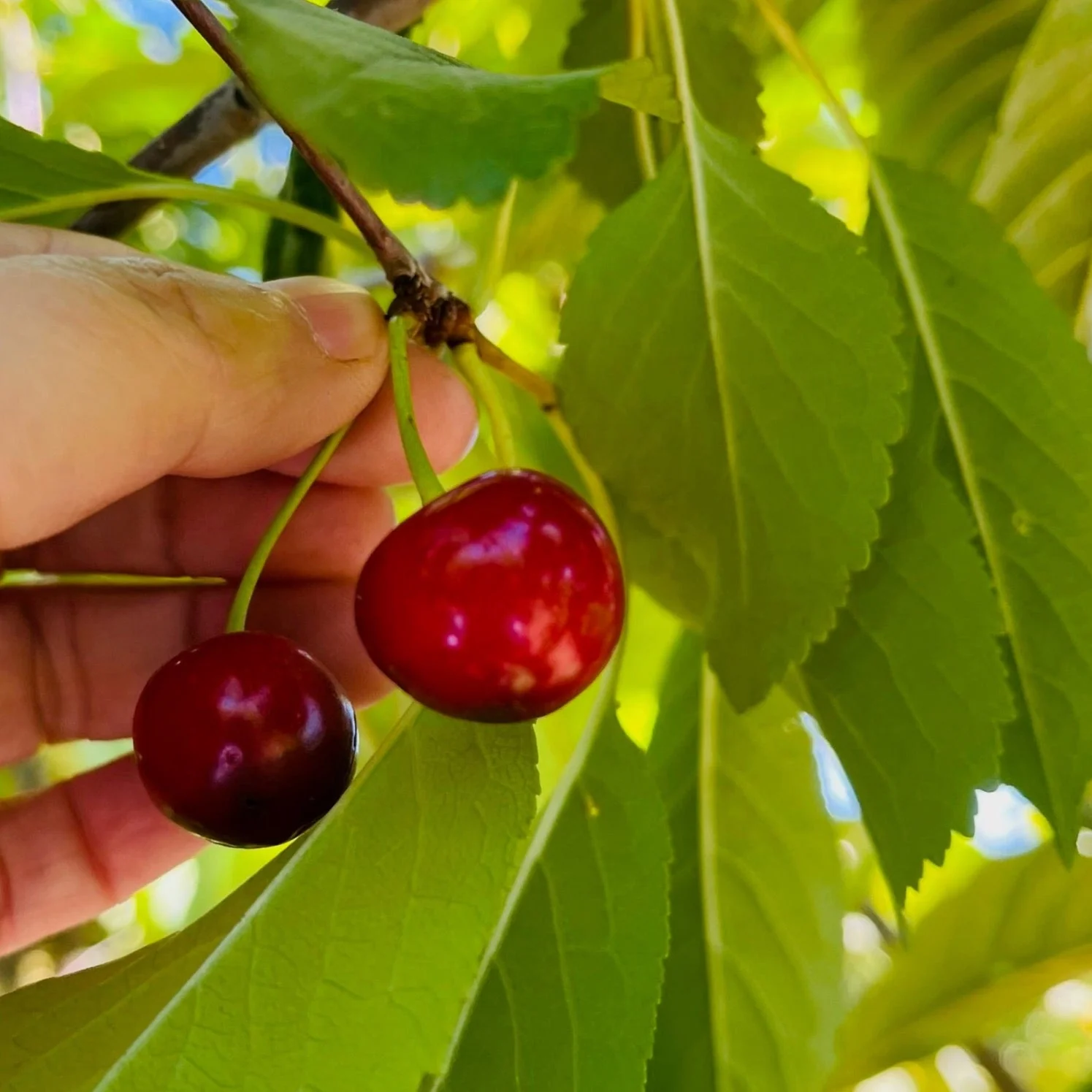 Montmorency Sour Cherry - Image 1