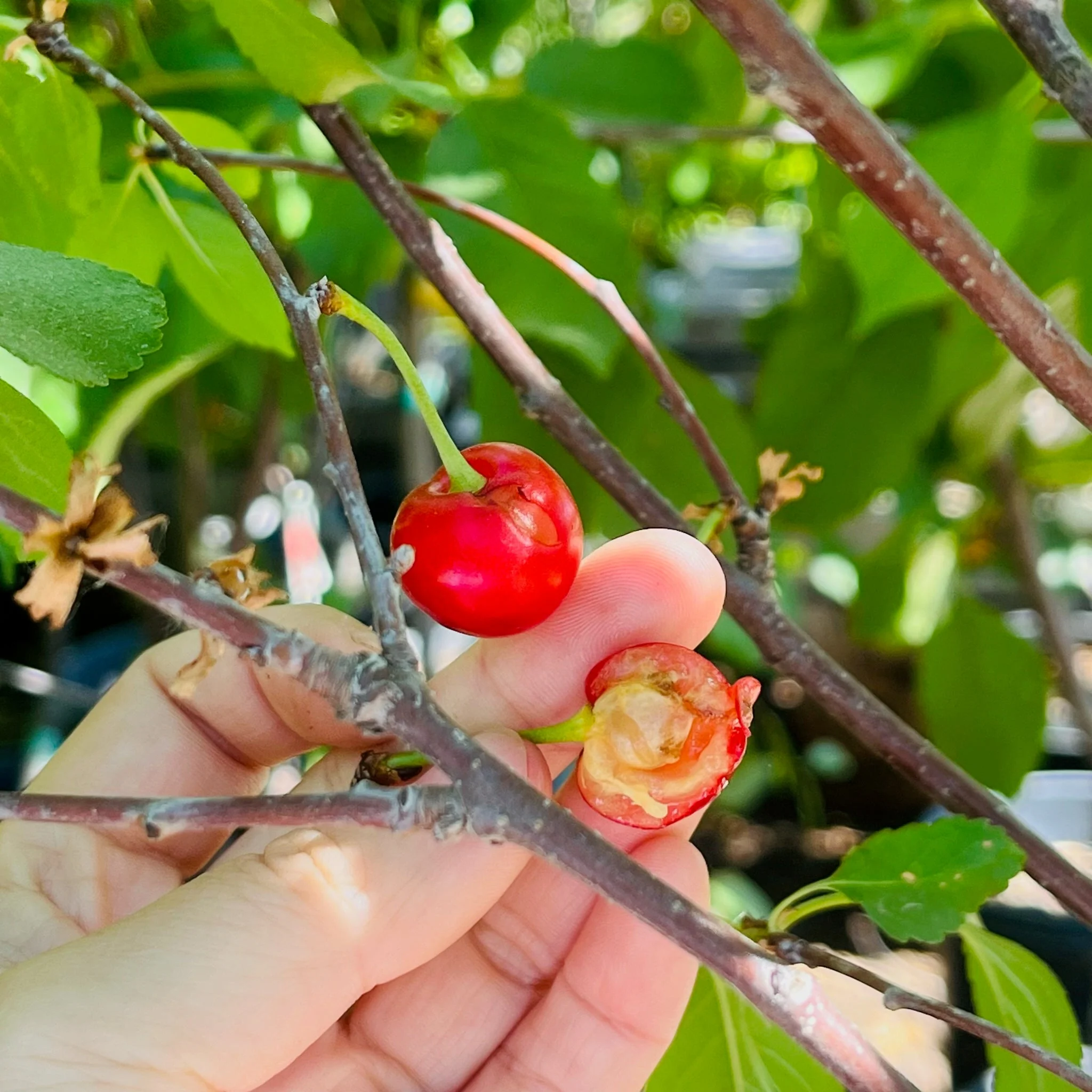 Montmorency Sour Cherry - Image 3