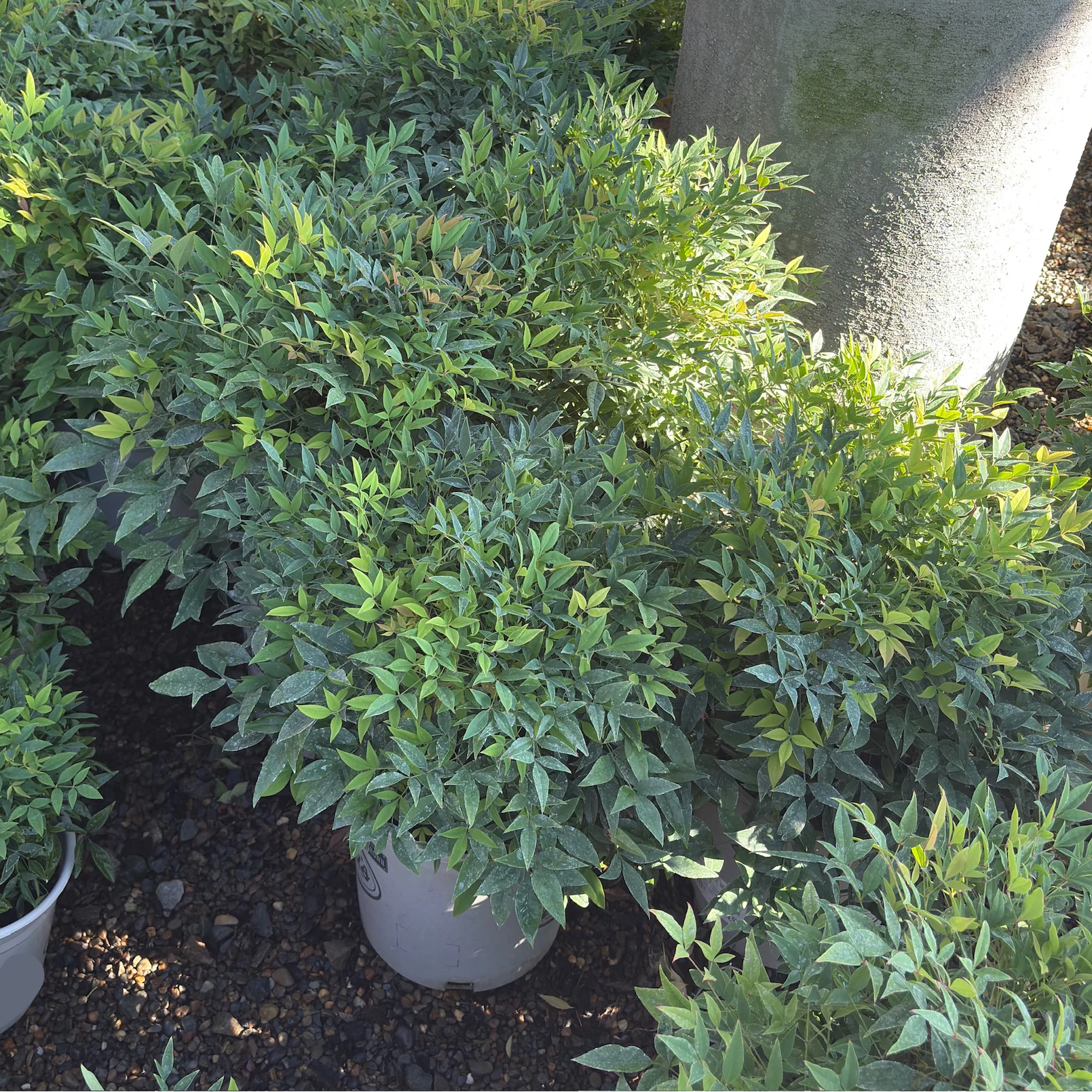 Moonbay Heavenly Bamboo - Image 2