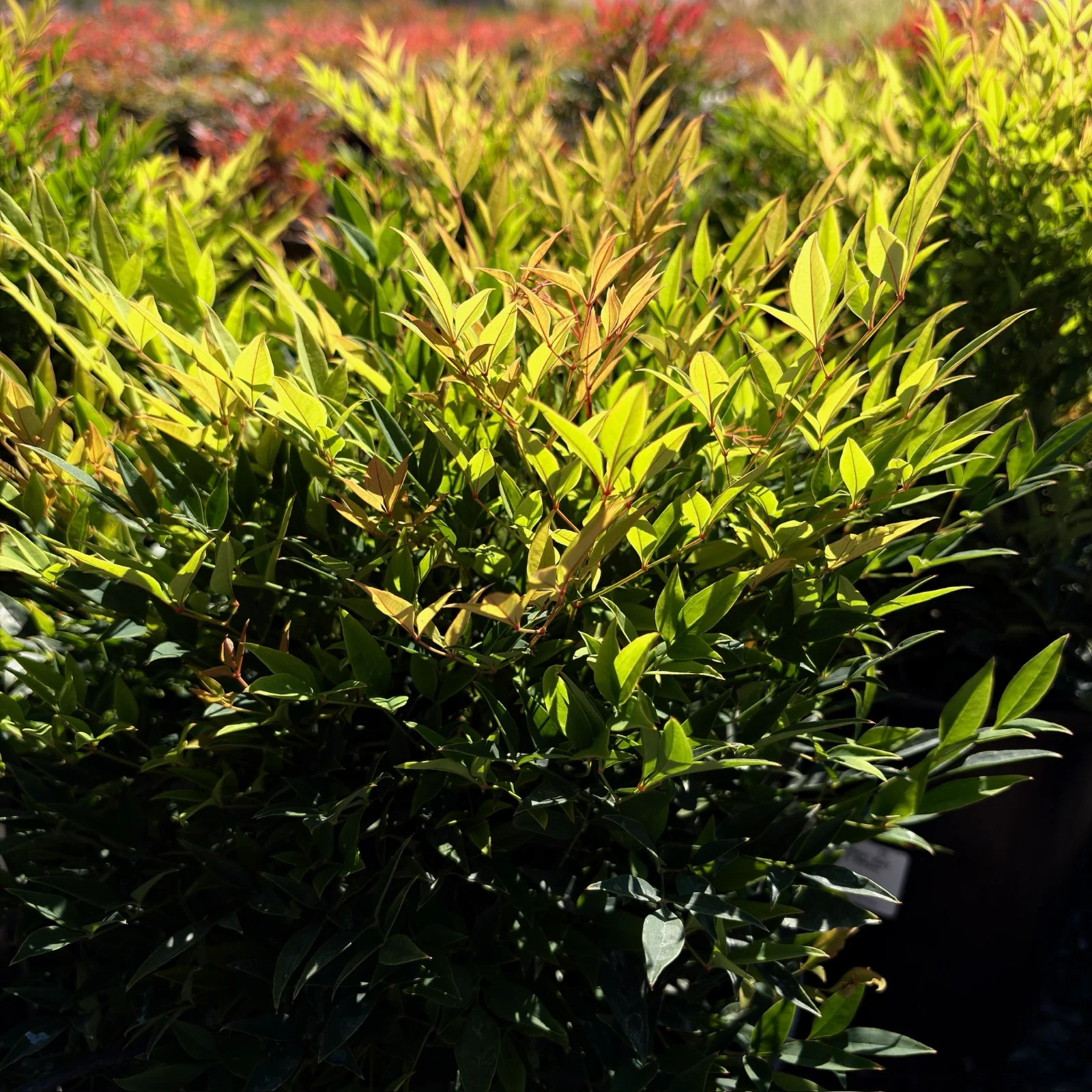Moonbay Heavenly Bamboo - Image 3
