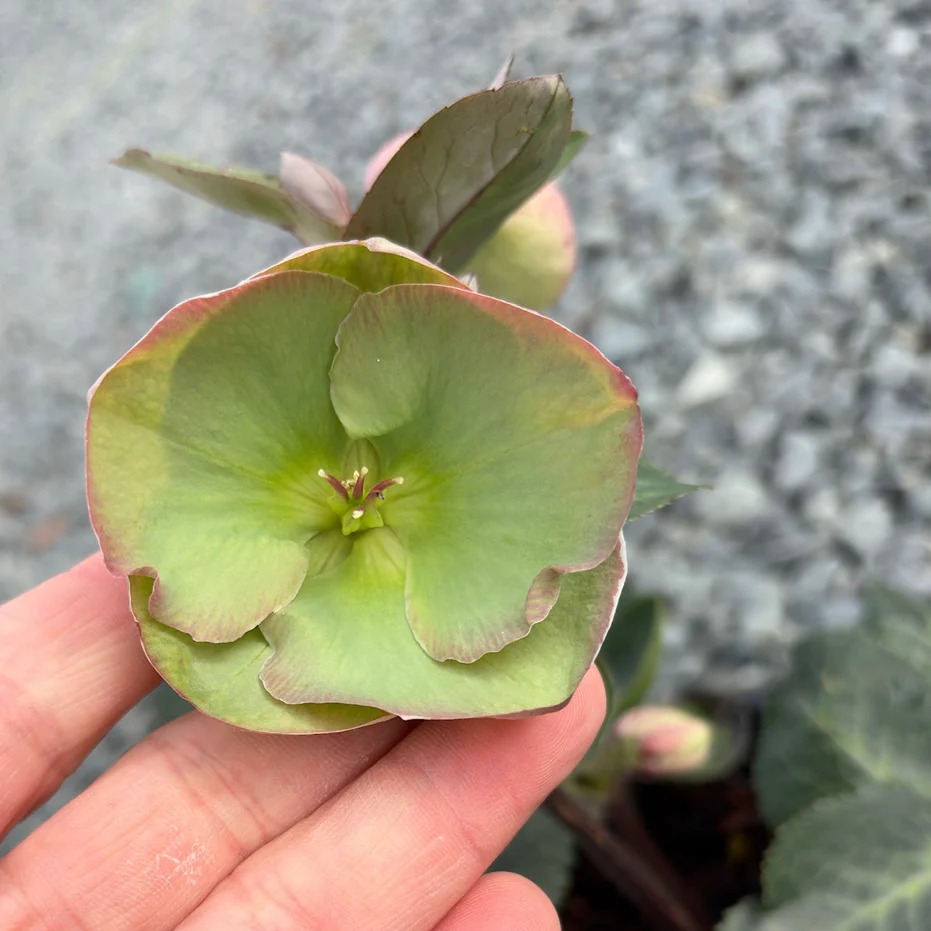 Moondance Frostkiss Hellebore