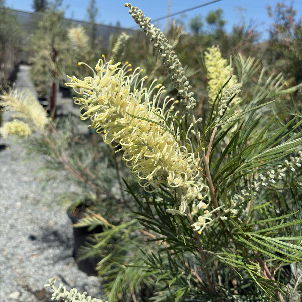 Moonlight Grevillea - Image 1