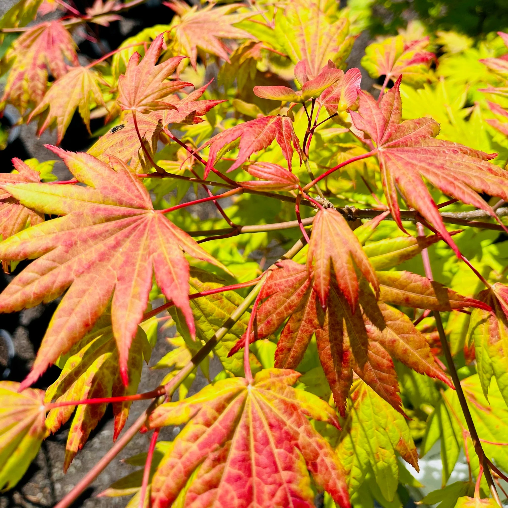 Moonrise Fullmoon Maple