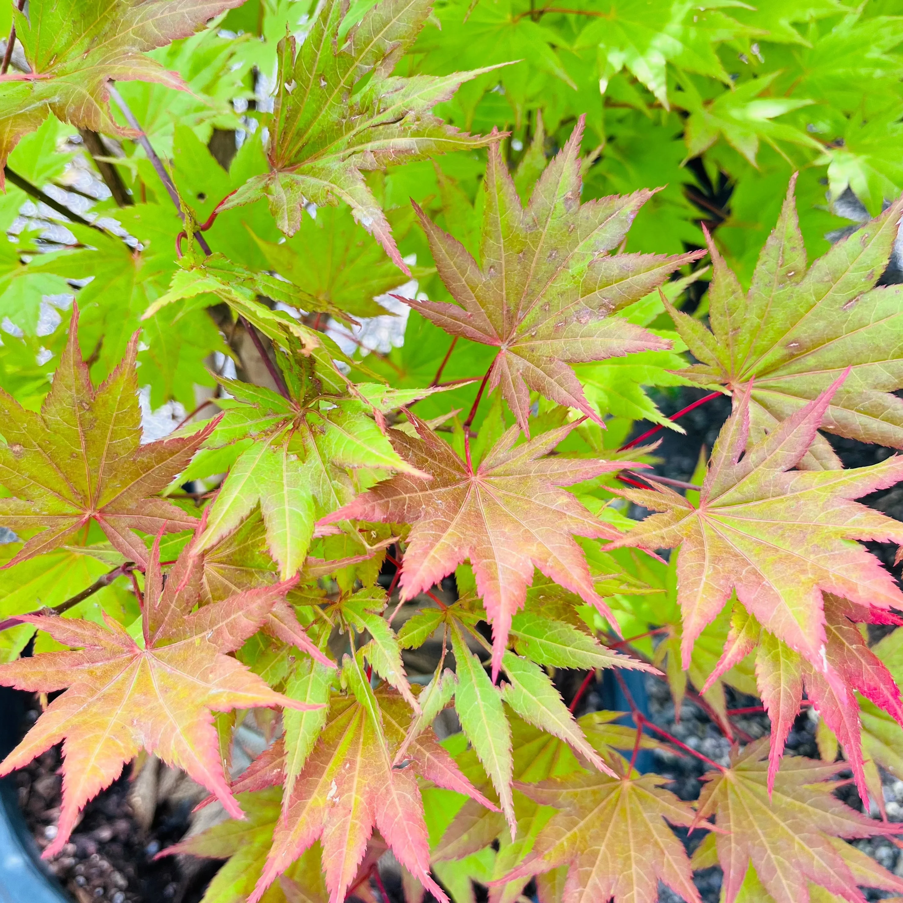 Moonrise Fullmoon Maple - Image 3