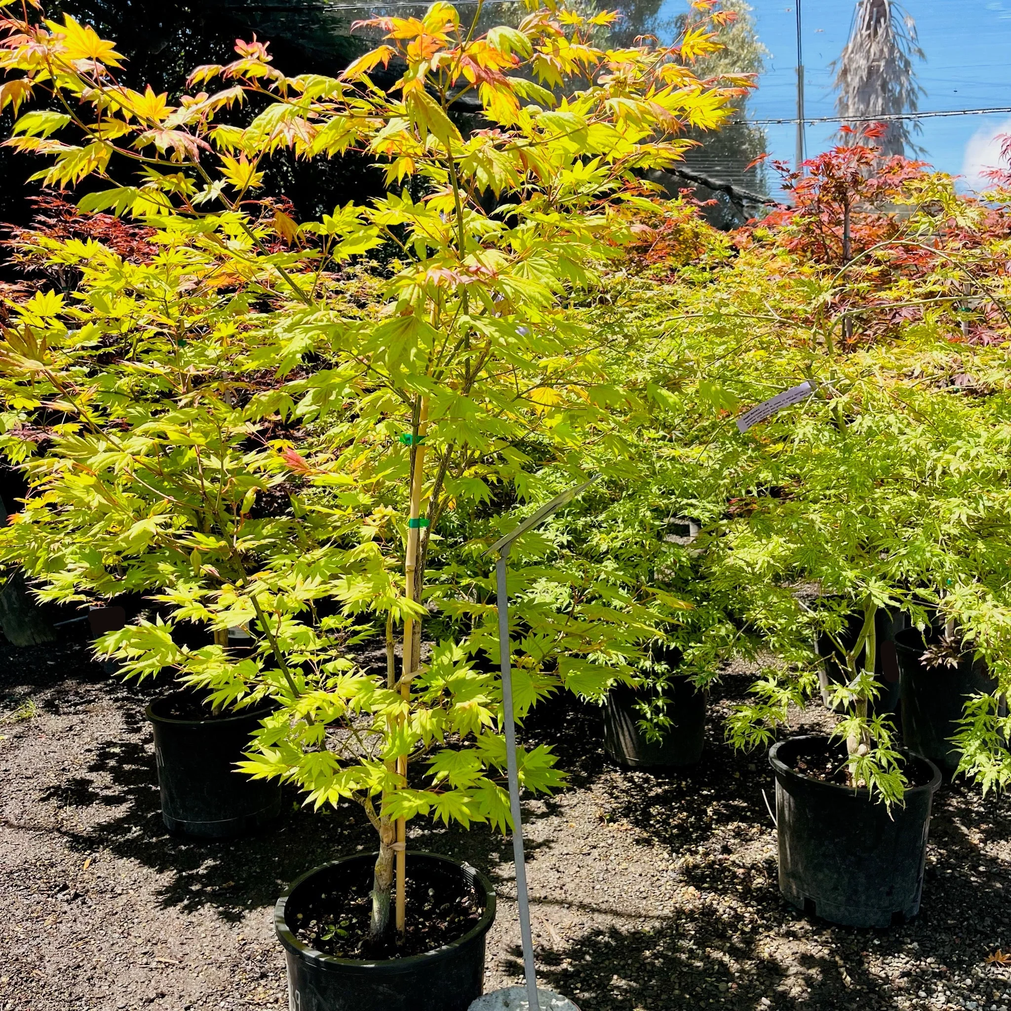 Moonrise Fullmoon Maple - Image 2