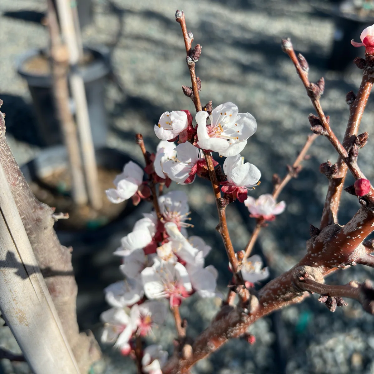 Moorpark Apricot - Image 2