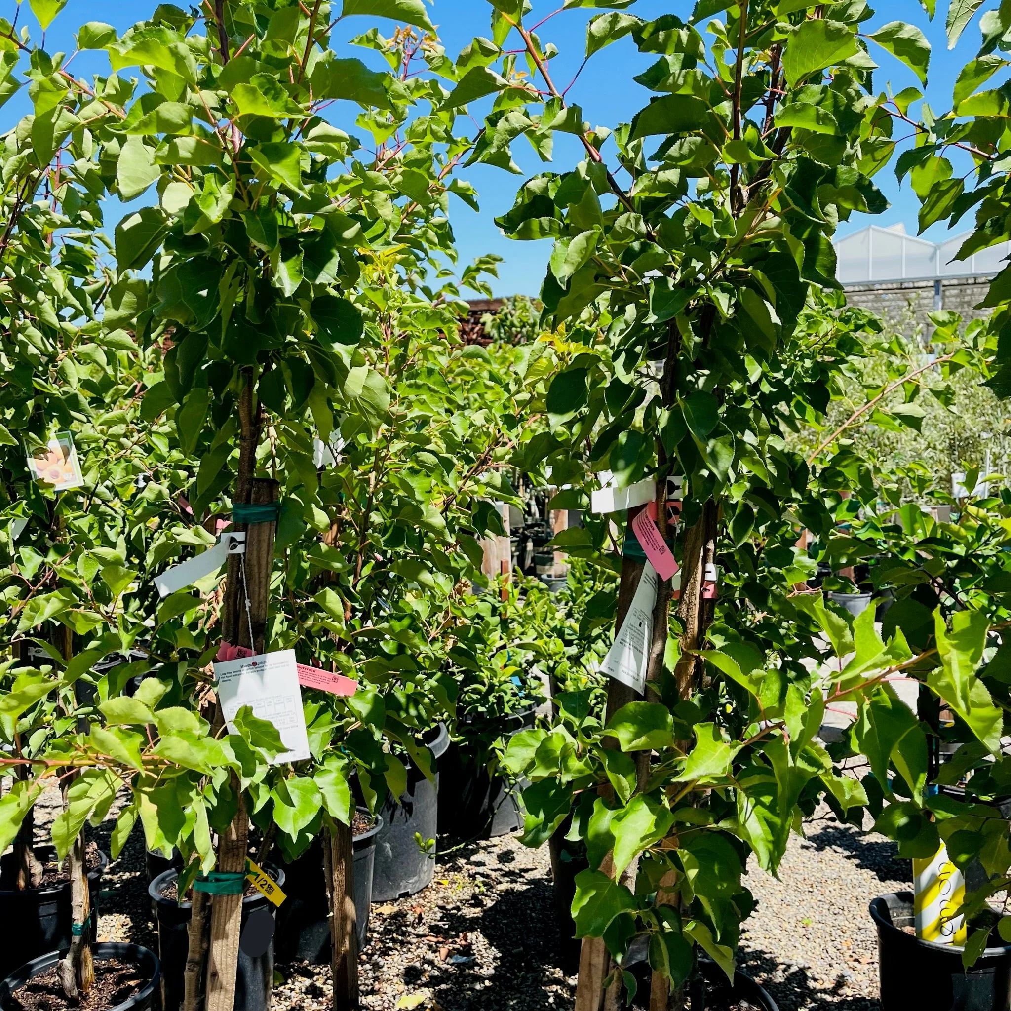 Moorpark Apricot - Image 3