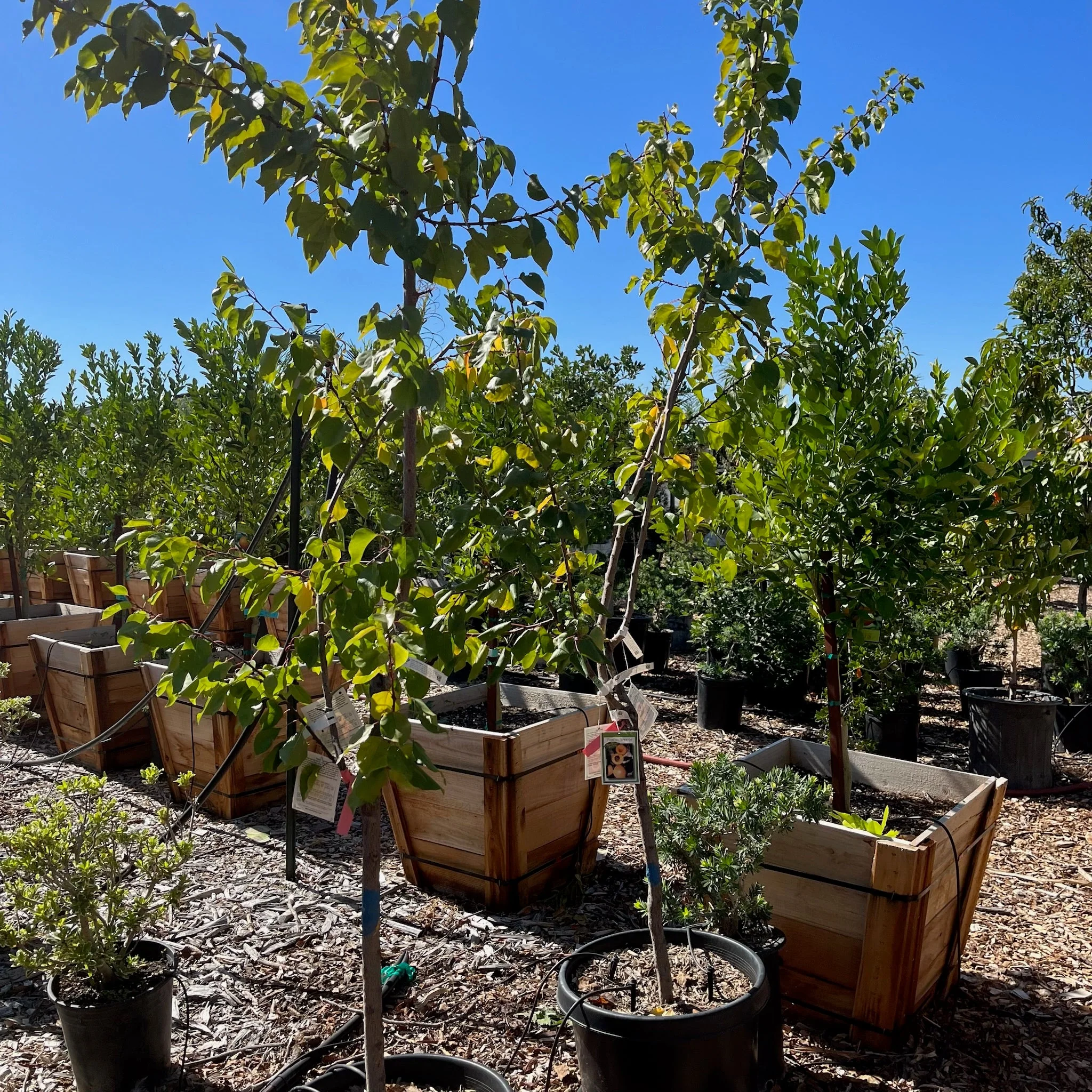 More-In-One Apricot Tree - Image 2