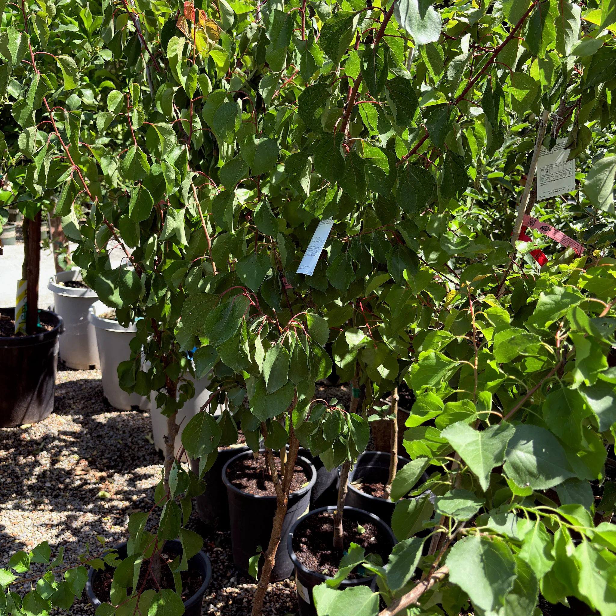 More-In-One Apricot Tree - Image 3