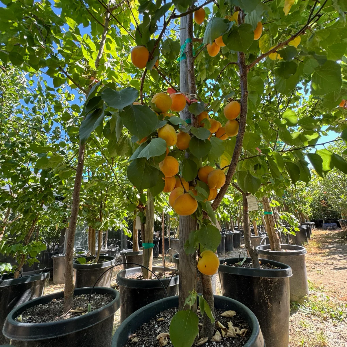 More-In-One Apricot Tree - Image 1