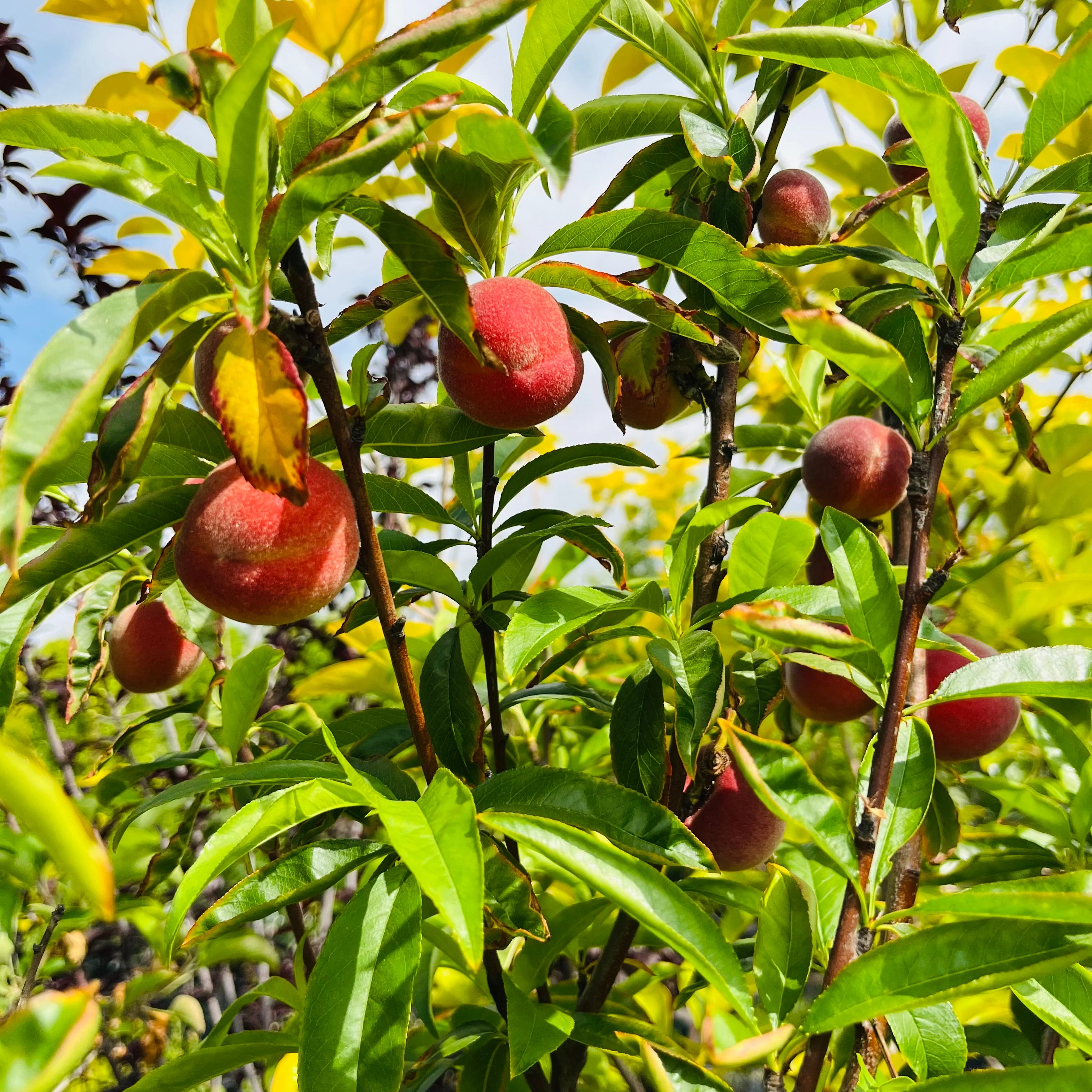 More-In-One Peach Tree
